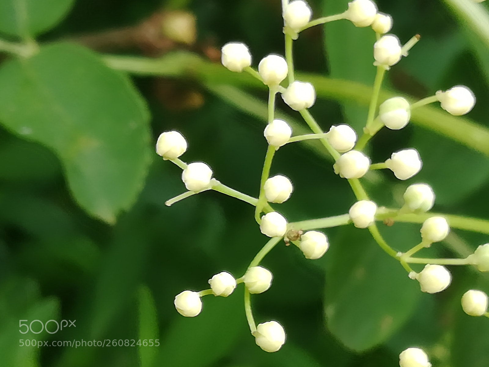 HUAWEI P10 lite sample photo. White math photography