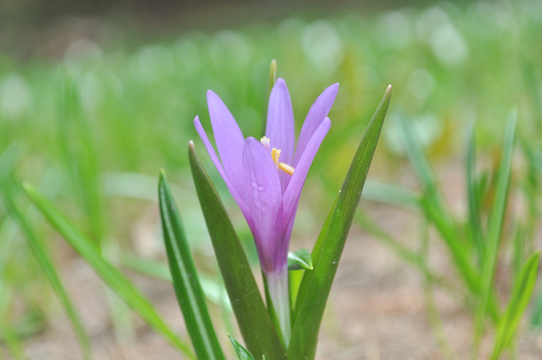 Nikon D5000 sample photo. Crocus in wild nature in the mountains photography