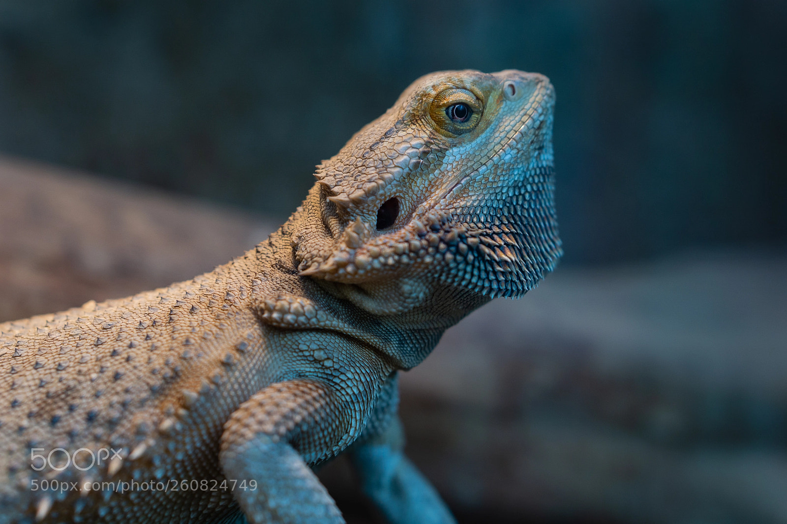 Sony a6000 sample photo. Bartagame photography