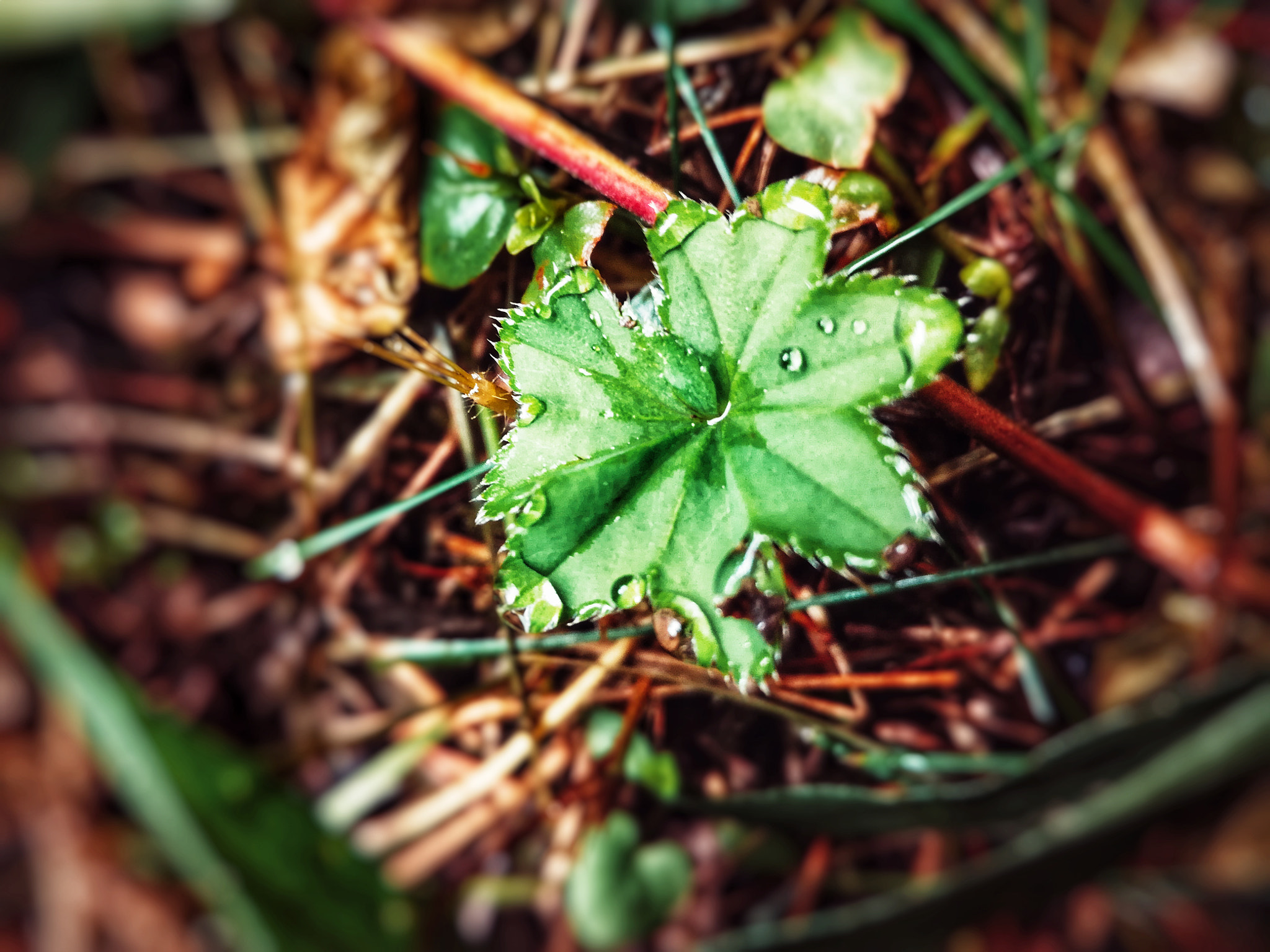 HUAWEI Honor 5C sample photo. After the rain photography