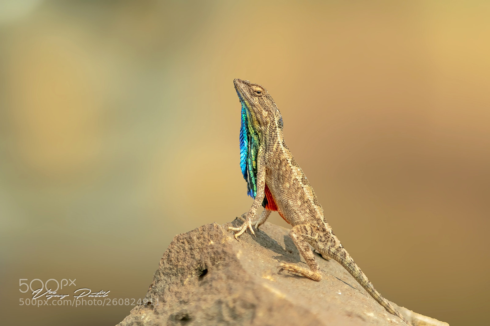 Canon EOS 7D Mark II sample photo. Fan throat lizard photography