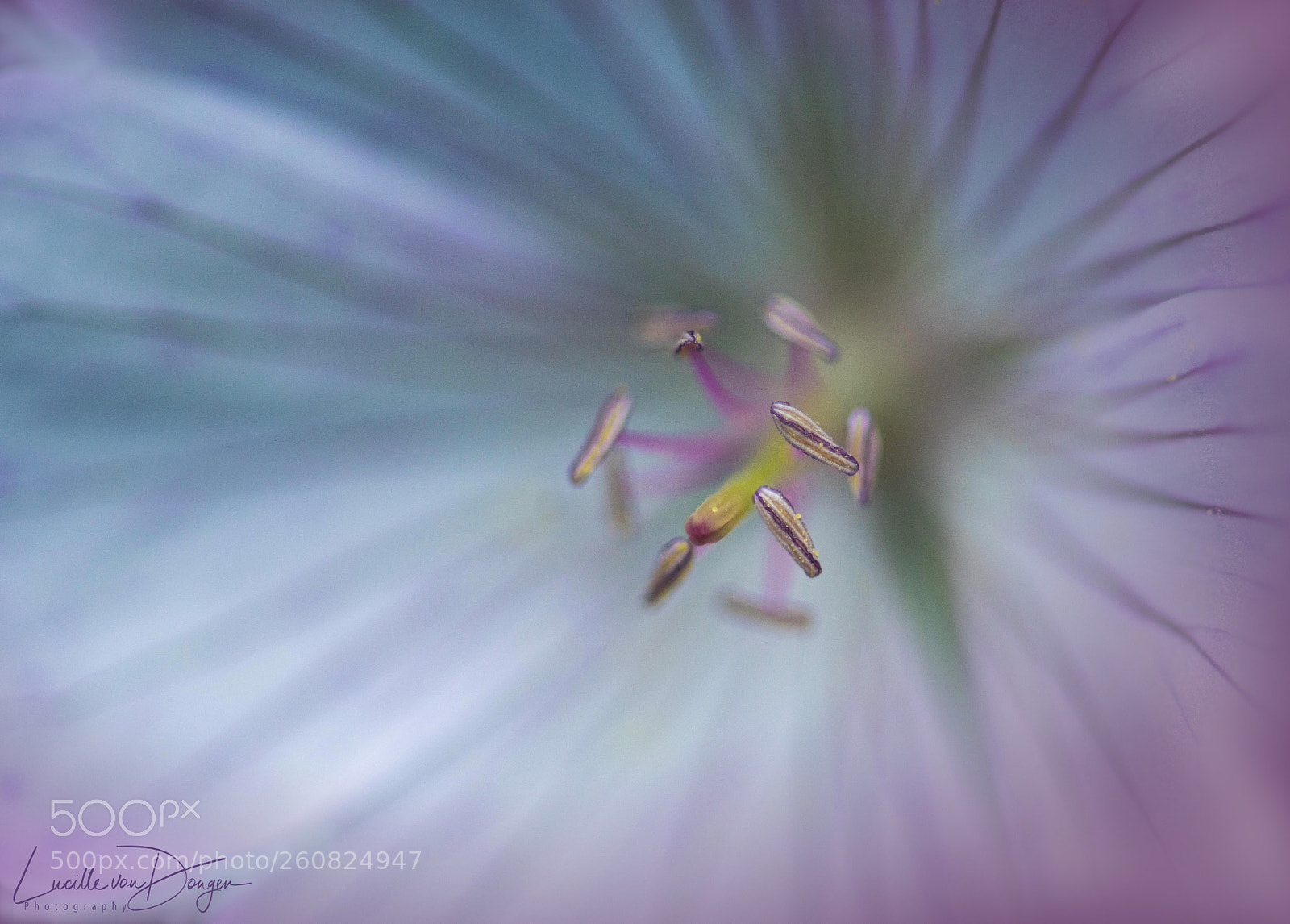 Sony a7R II sample photo. Geranium sanguineum photography