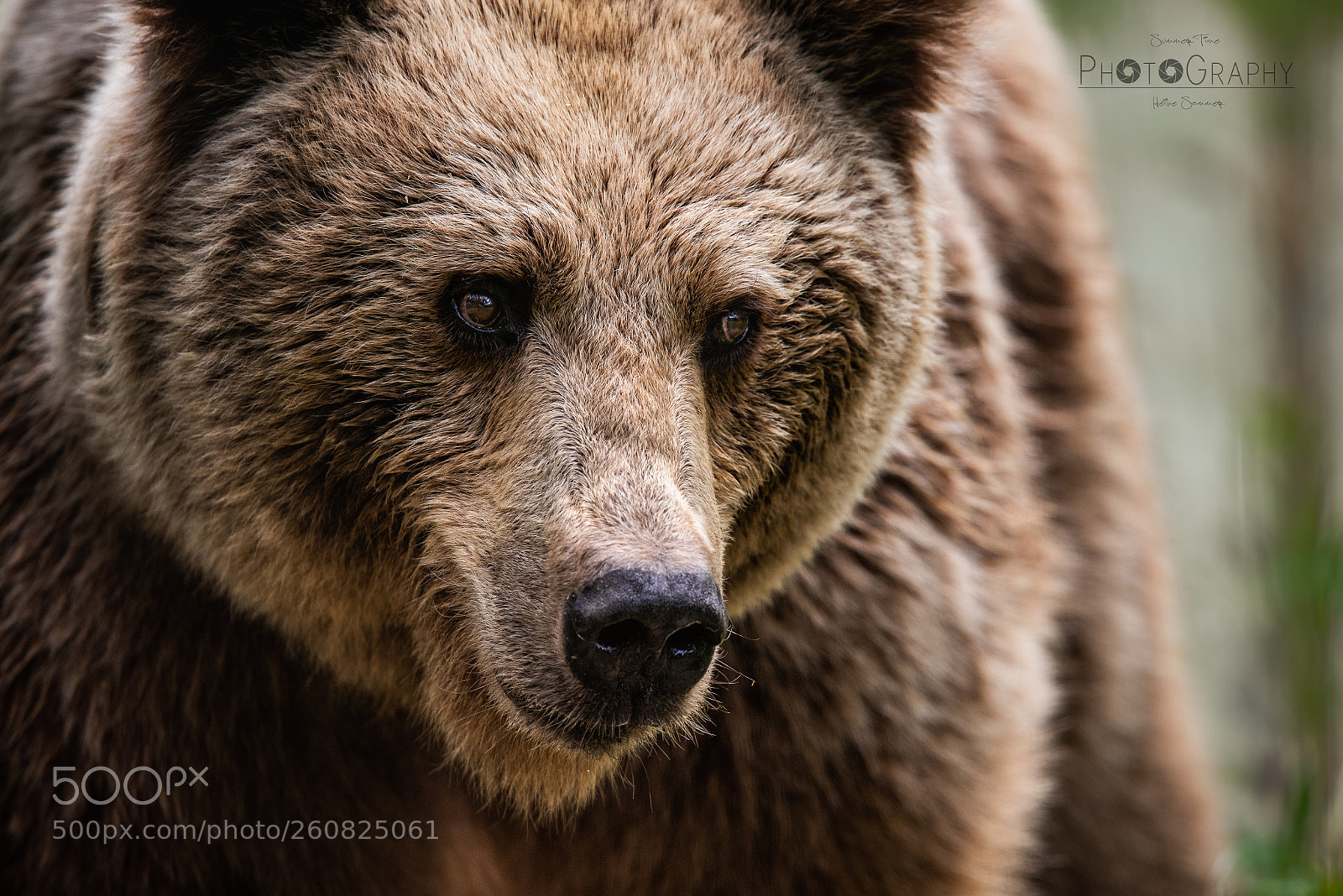 Nikon D810 sample photo. [ brown bear portrait ] photography