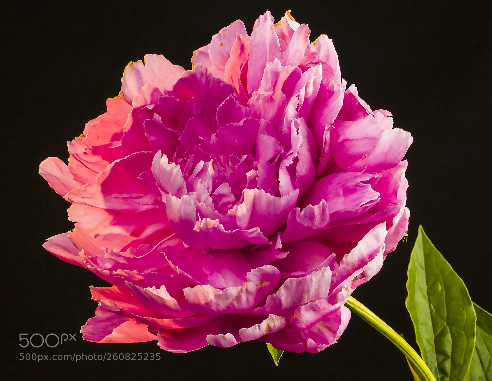 Canon EOS 60D sample photo. Peony photography