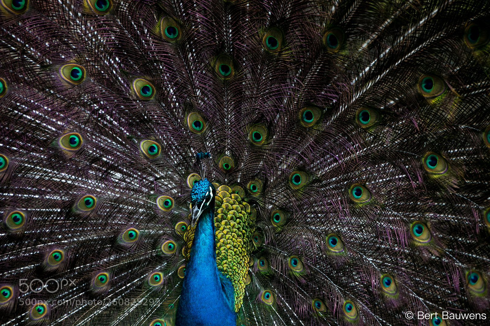 Canon EOS 80D sample photo. Peacock photography