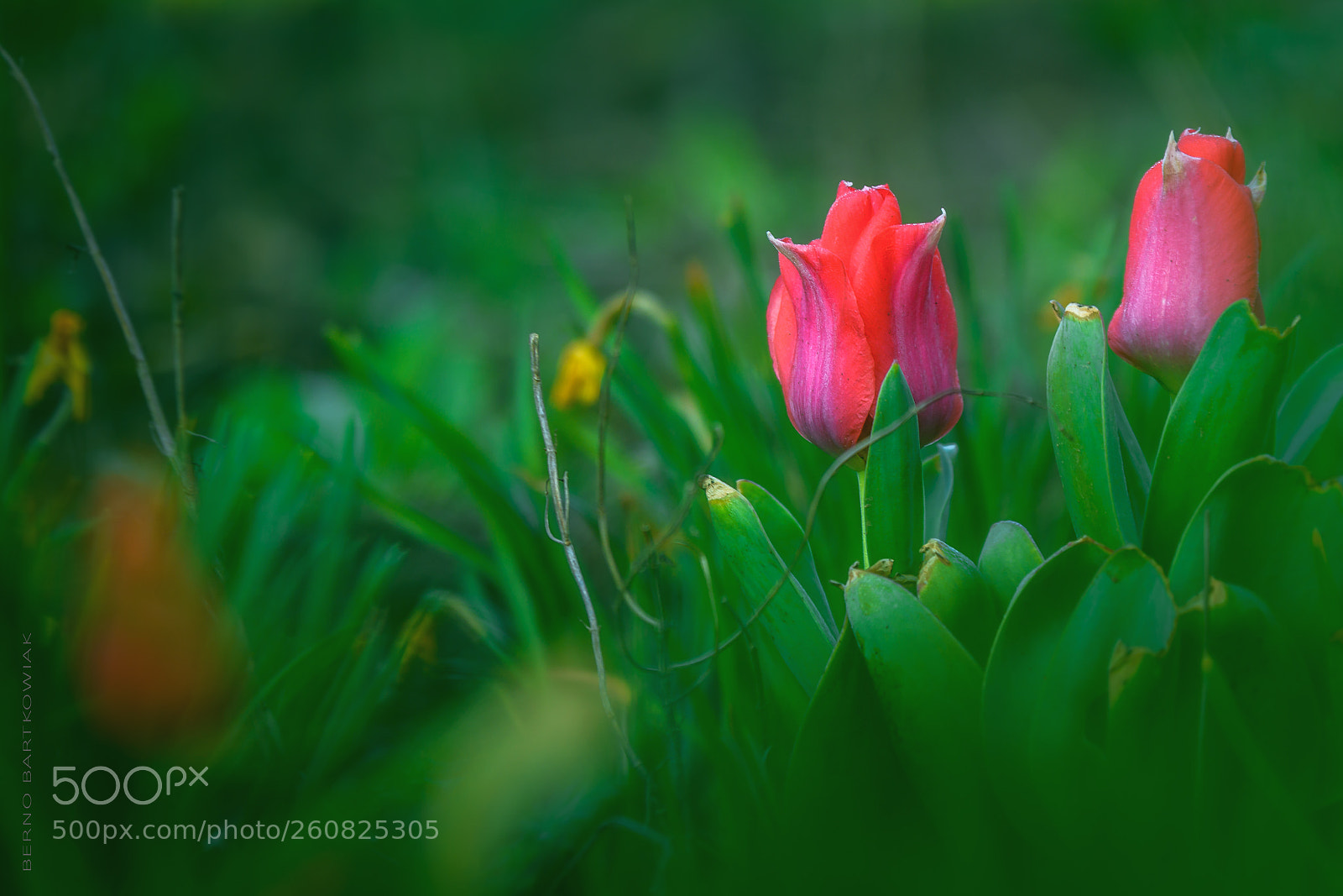 Nikon D7100 sample photo. Tulips photography
