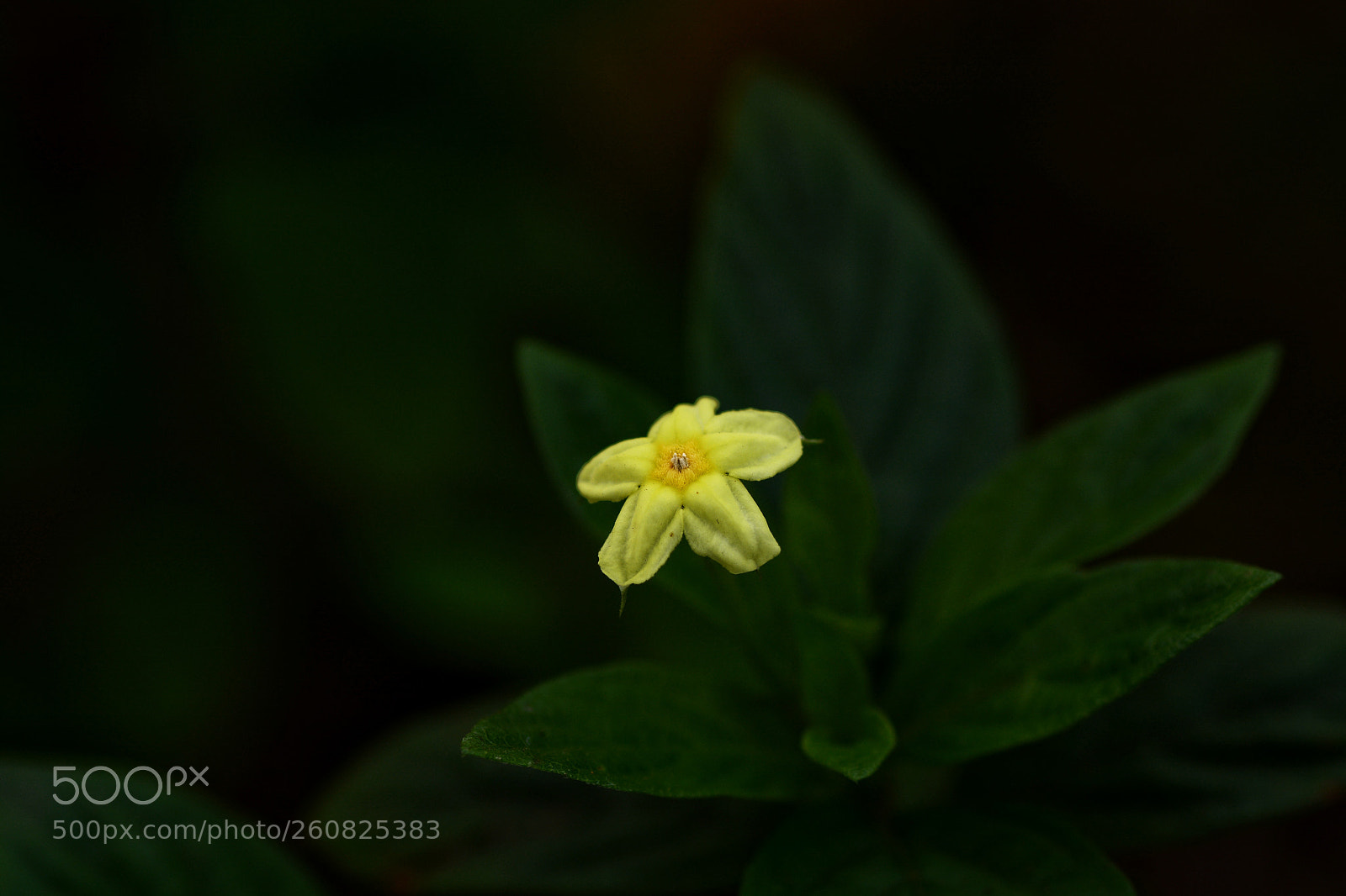 Nikon D7100 sample photo. Untitled photography