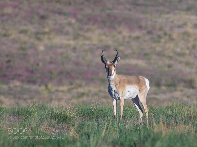 Nikon D7200 sample photo. Pronghorn antelope -antelocapra americana photography