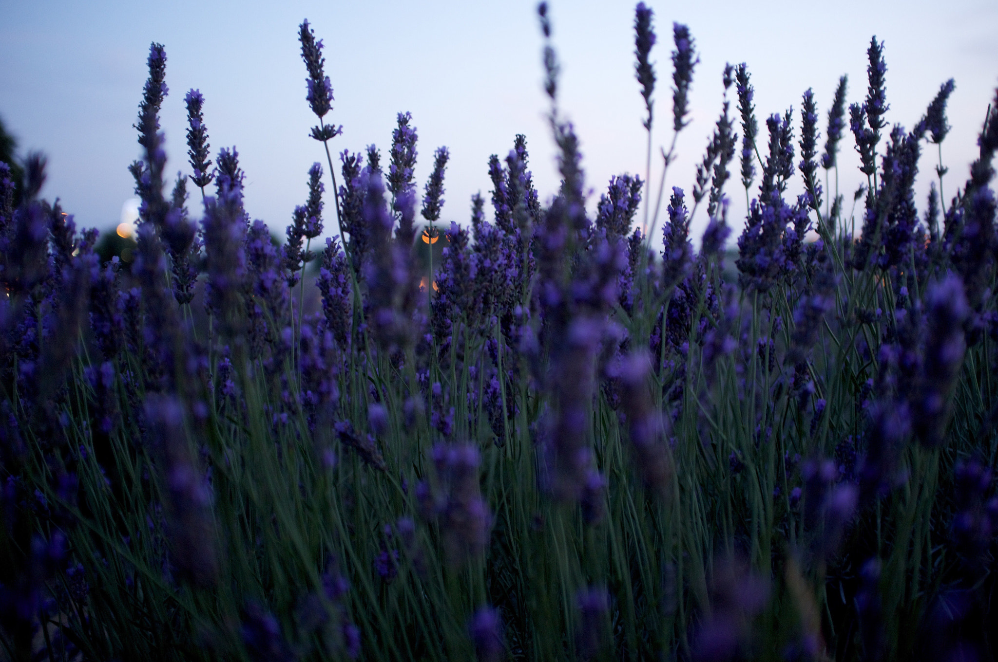 Fujifilm FinePix X100 sample photo. Keats photography