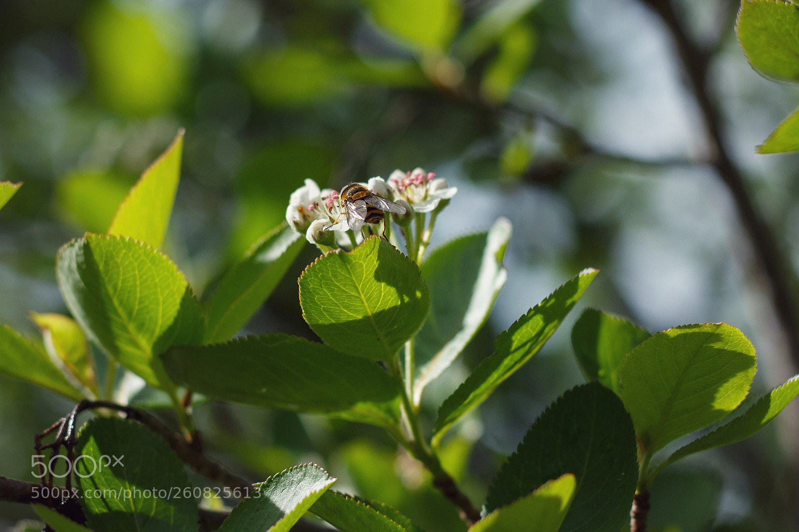 Canon EOS 700D (EOS Rebel T5i / EOS Kiss X7i) sample photo. Springtime photography