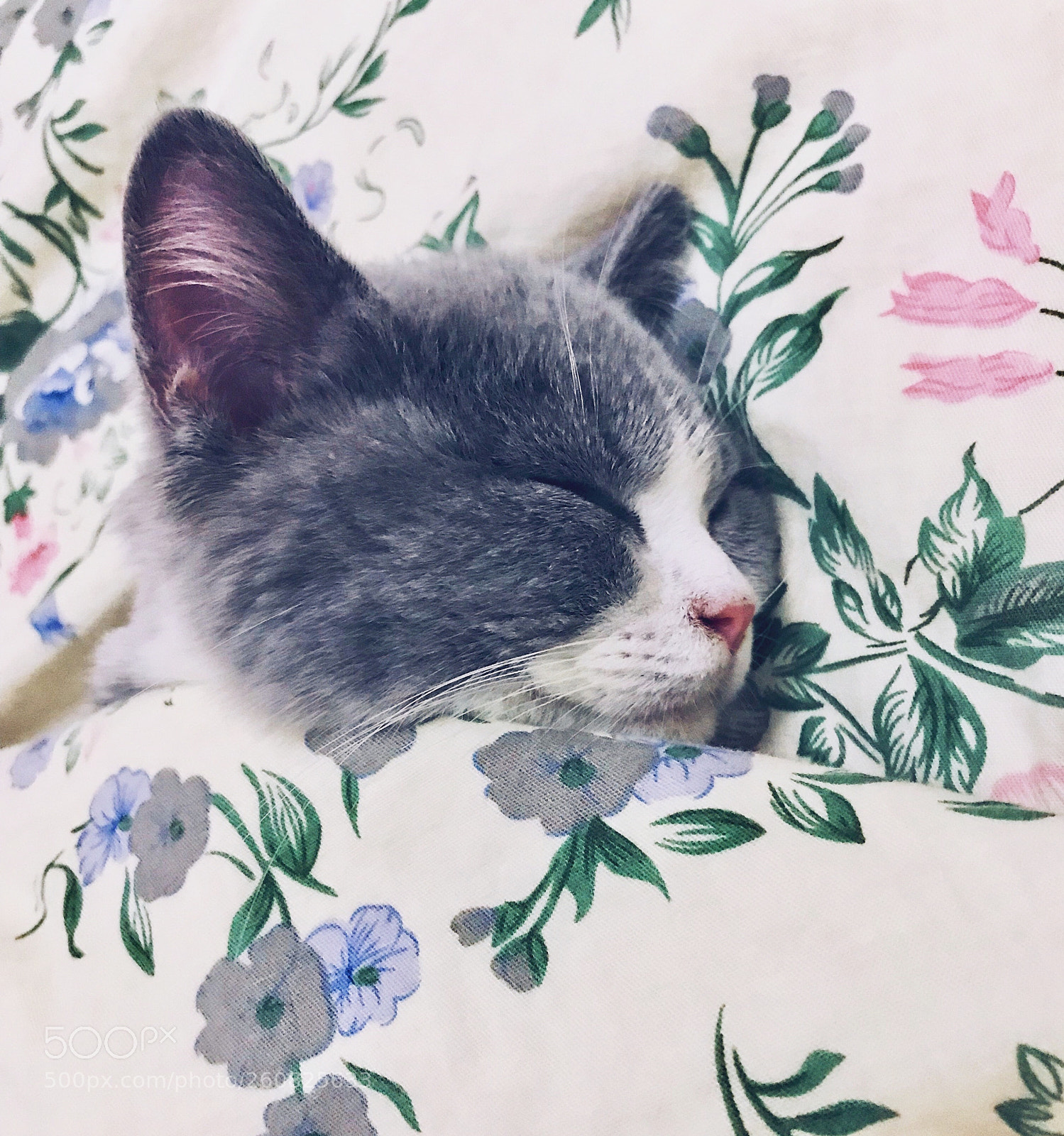 Apple iPhone 7 Plus sample photo. 睡觉 photography