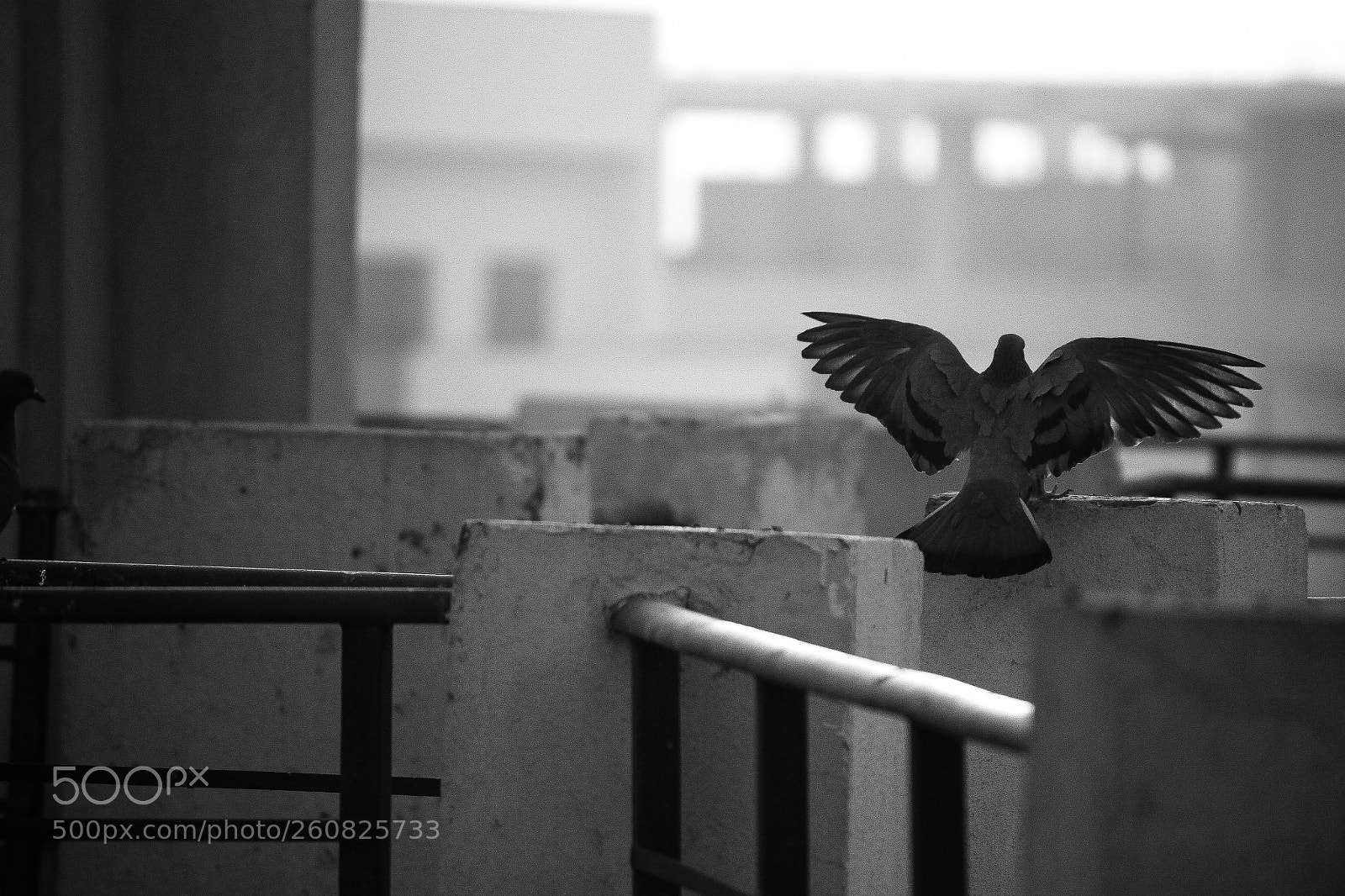 Canon EOS 50D sample photo. Ready for takeoff. photography