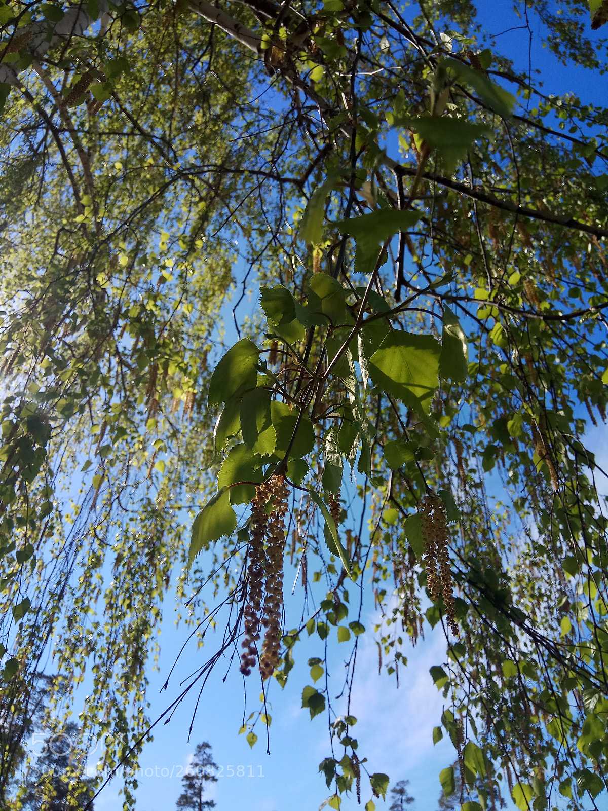 Xiaomi Redmi Note 4 sample photo. Untitled photography