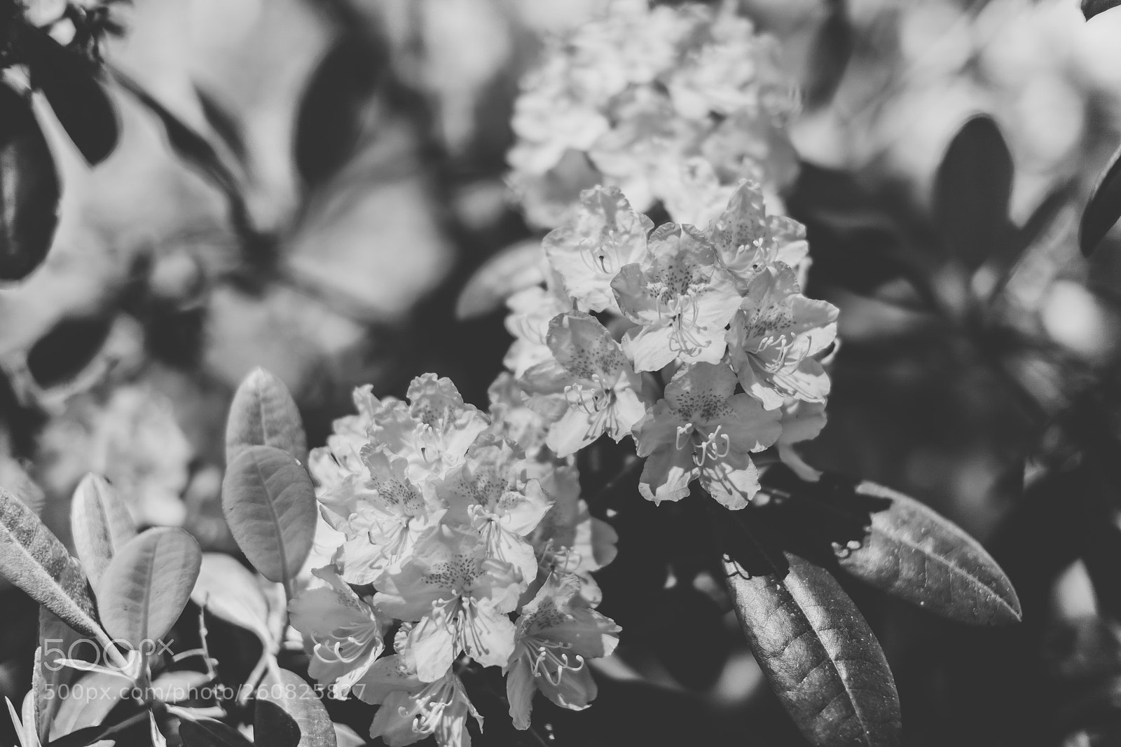 Canon EOS 5D Mark II sample photo. Rhododendron 3. photography