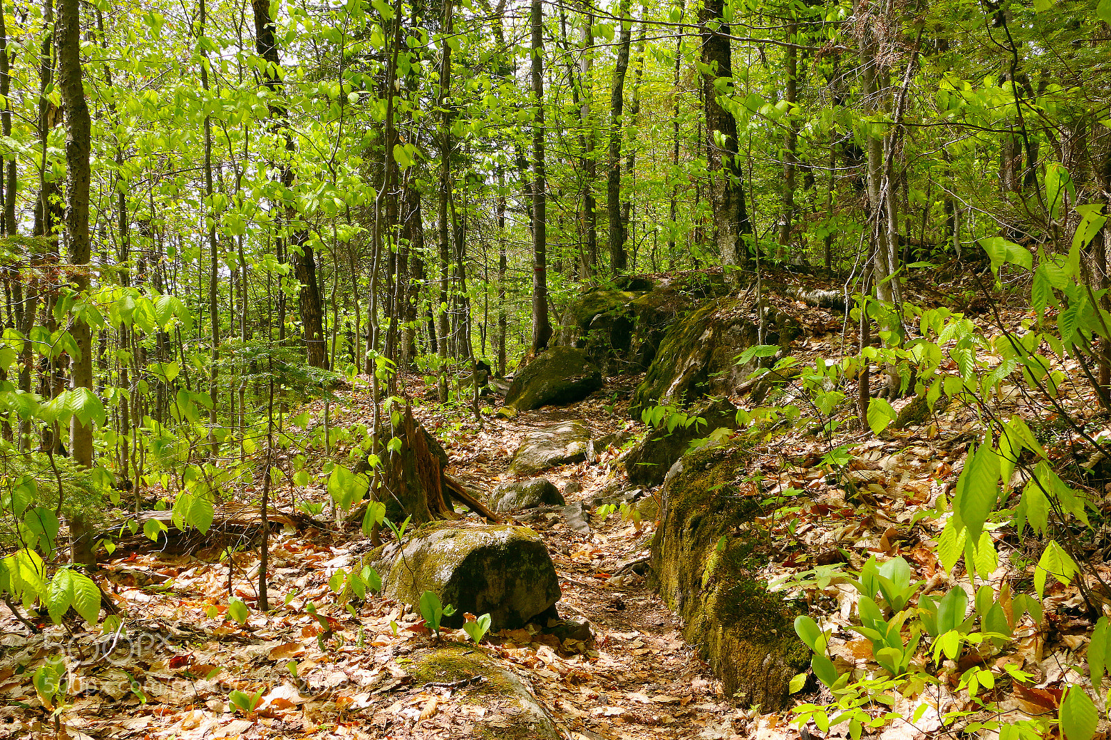Canon EOS 70D sample photo. A quebec forest scene photography