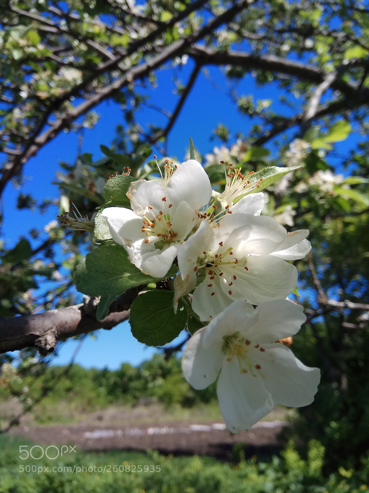 Xiaomi Redmi Note 4 sample photo. Untitled photography