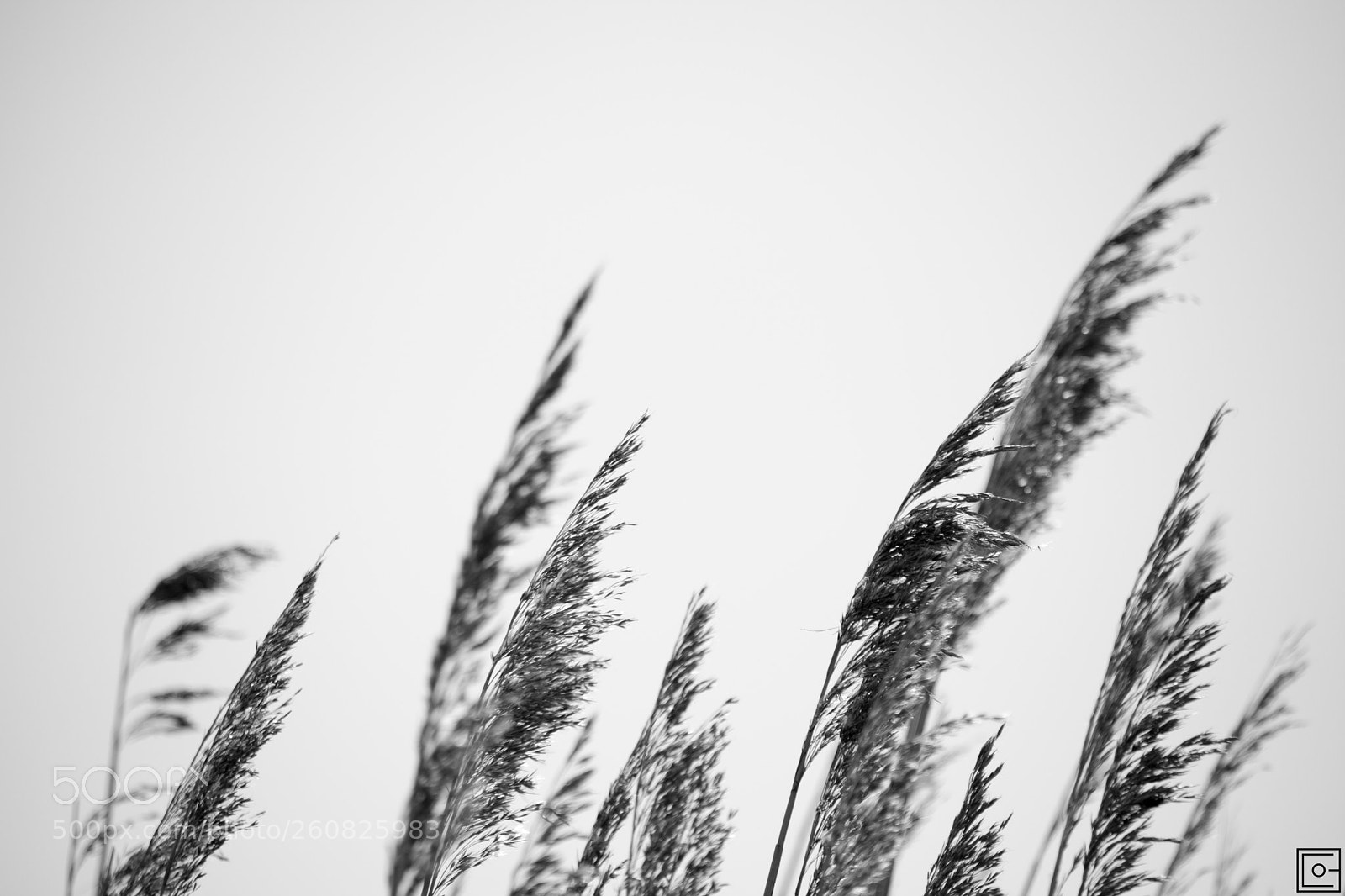Nikon D7200 sample photo. Grass in the wind photography