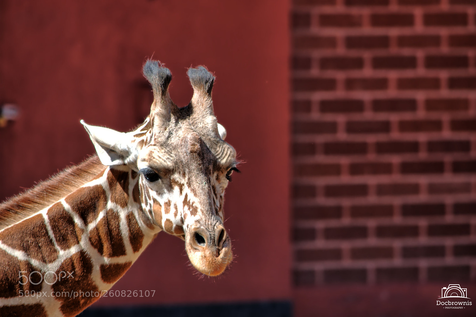 Nikon D5300 sample photo. Dobby photography