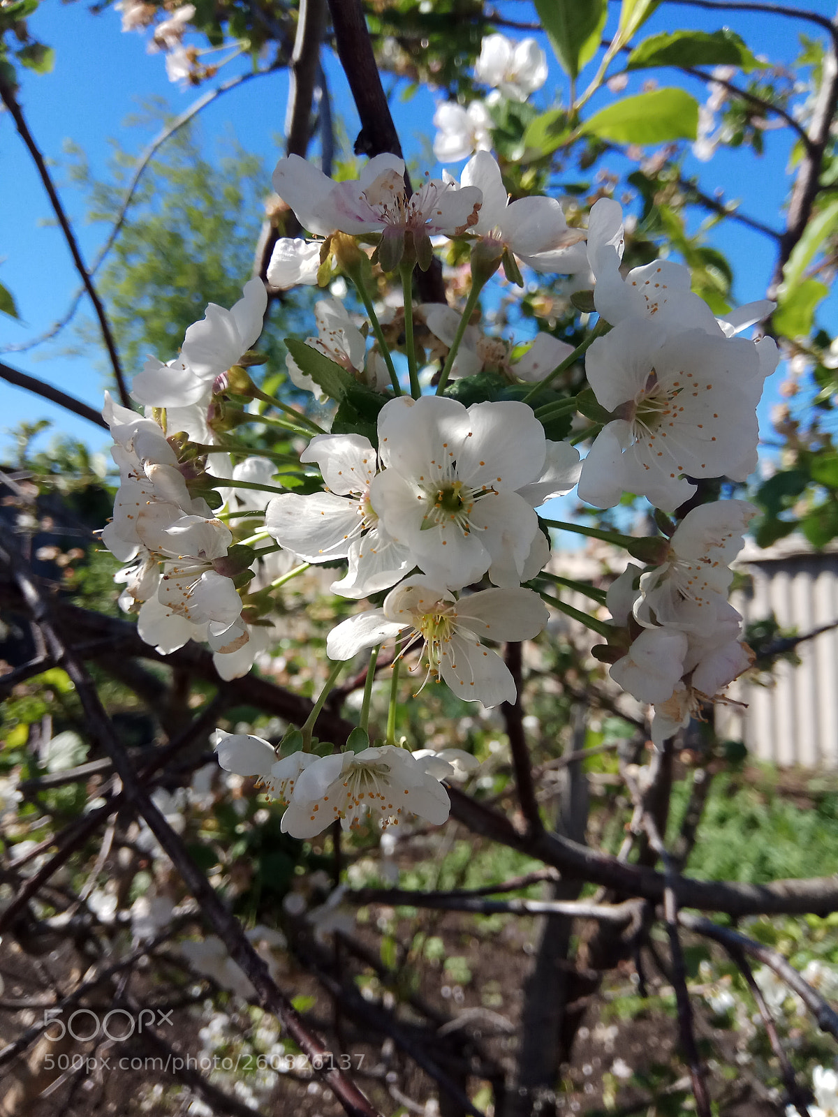 Xiaomi Redmi Note 4 sample photo. Untitled photography