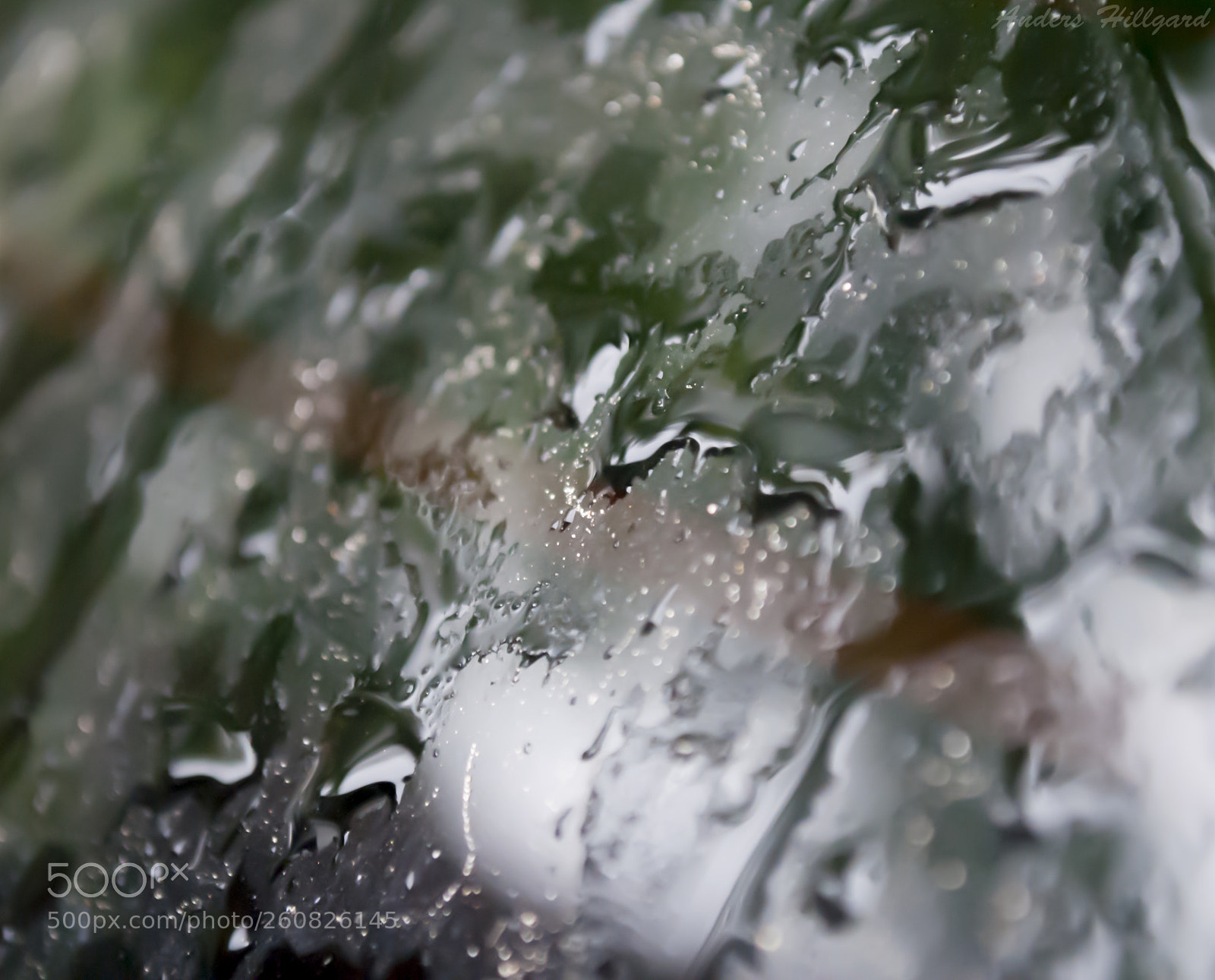 Nikon D3000 sample photo. Close up photography