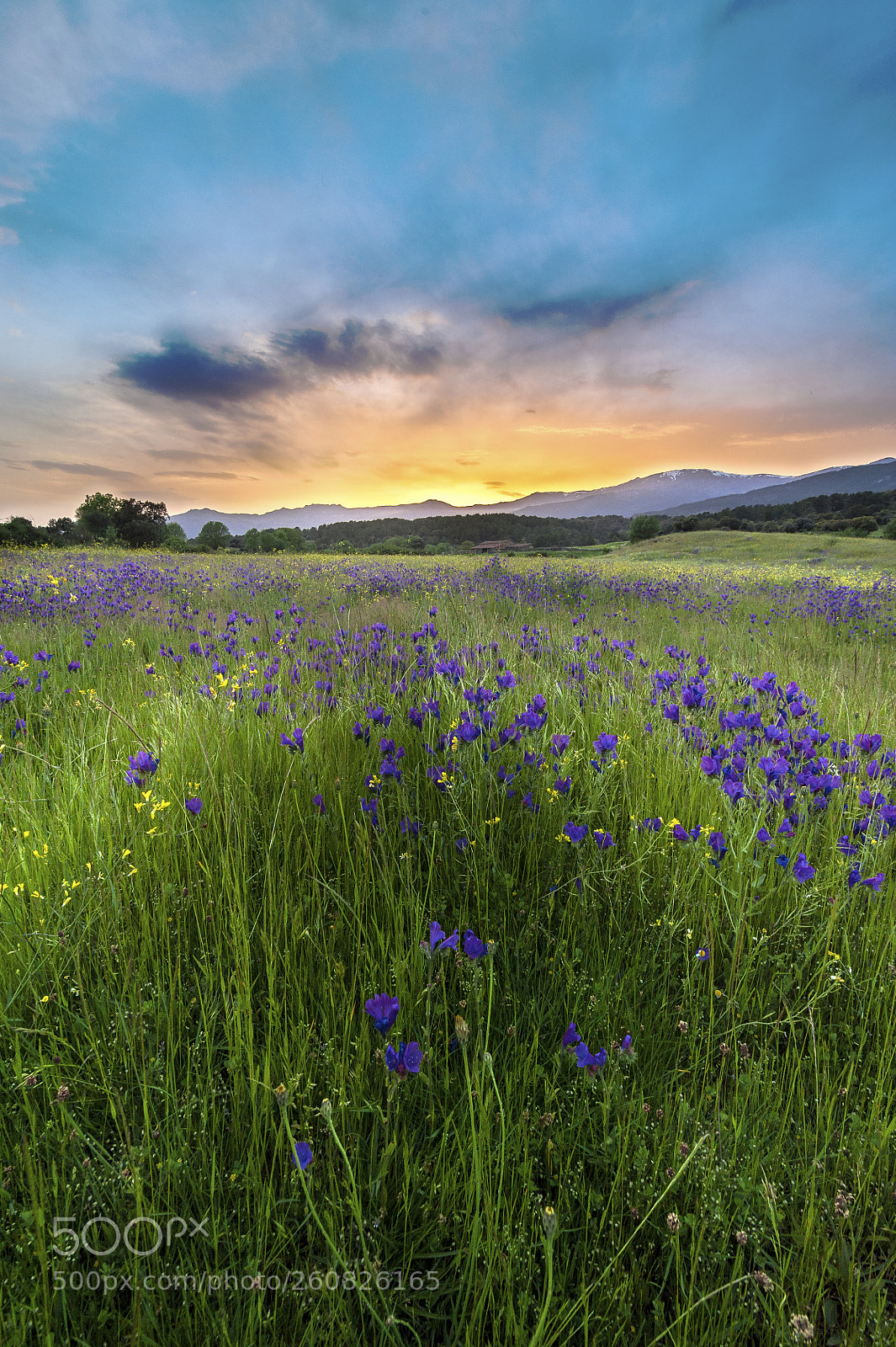 Nikon D700 sample photo. Primavera en el valle photography