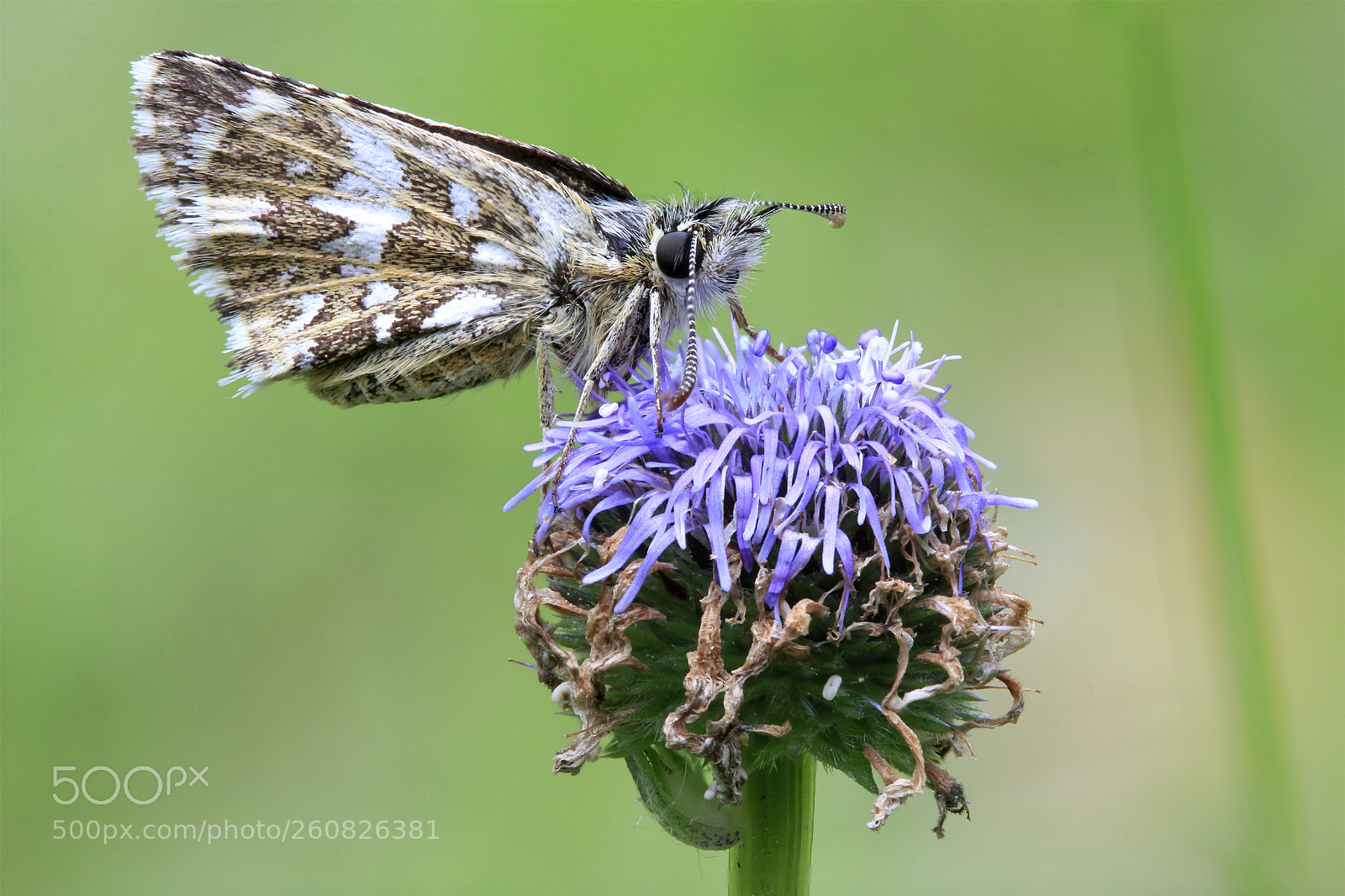 Canon EOS 60D sample photo. Mariposa photography