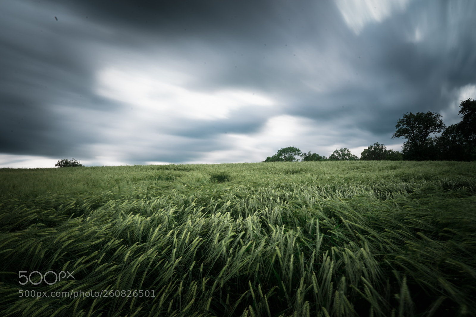Sony a7 II sample photo. The field photography