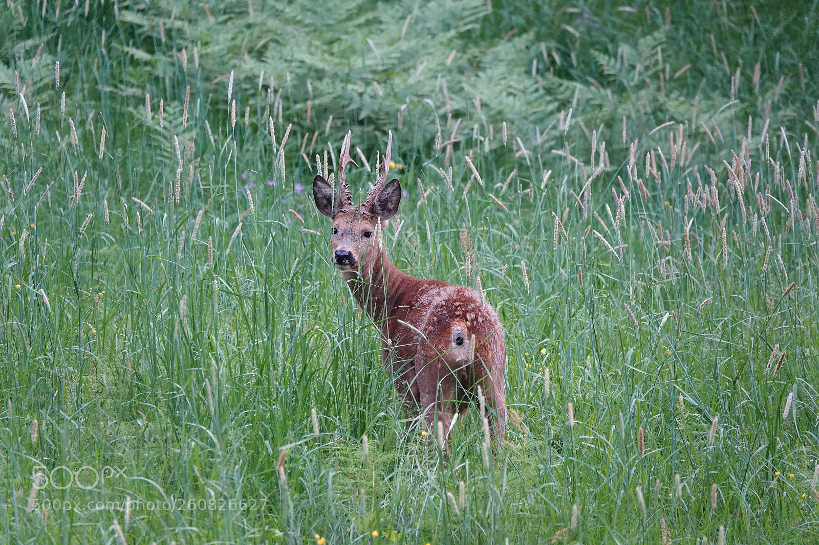 Sony Cyber-shot DSC-RX10 IV sample photo. Deerbuck photography