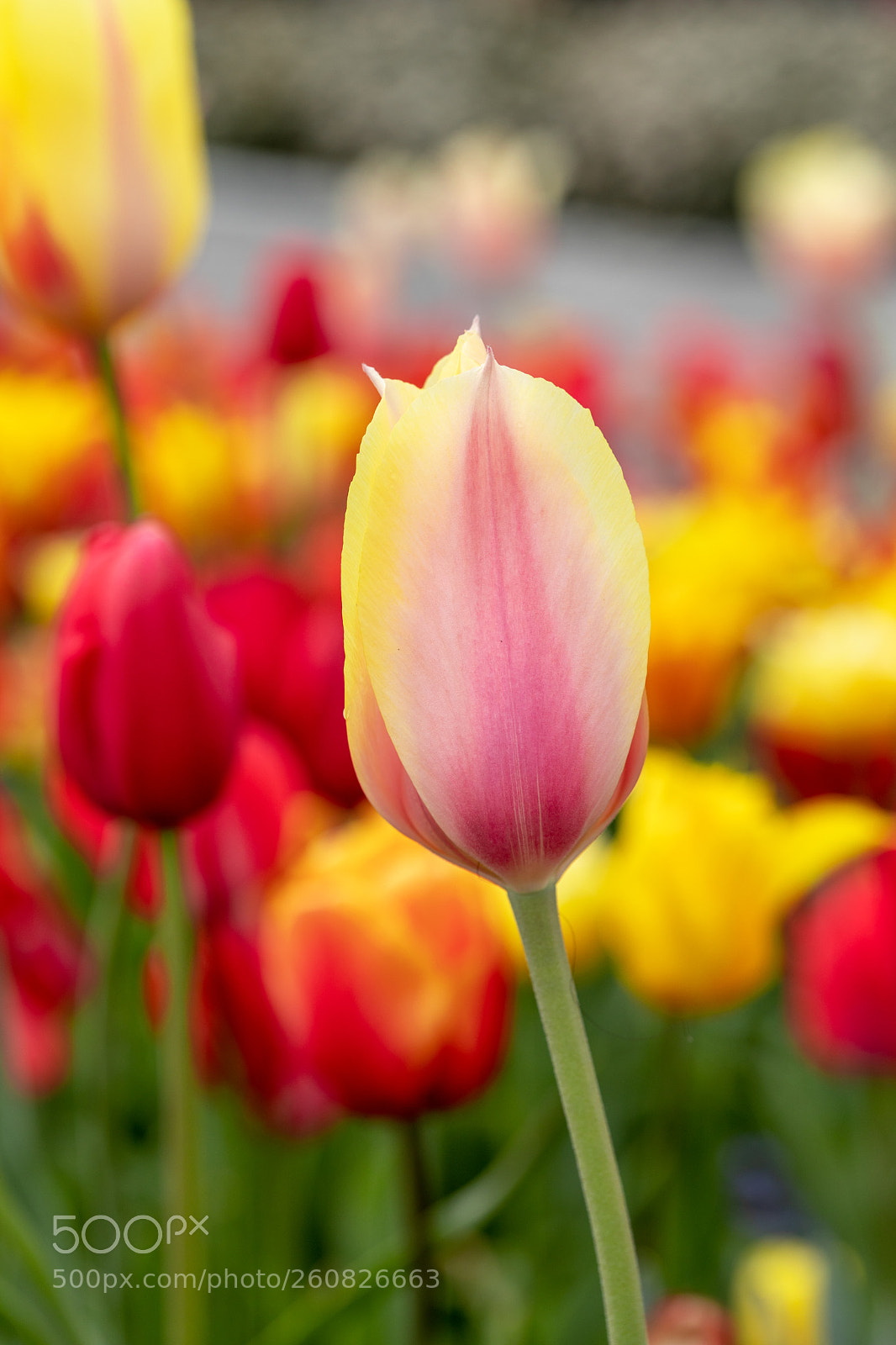 Canon EOS 5D Mark IV sample photo. Tulip photography