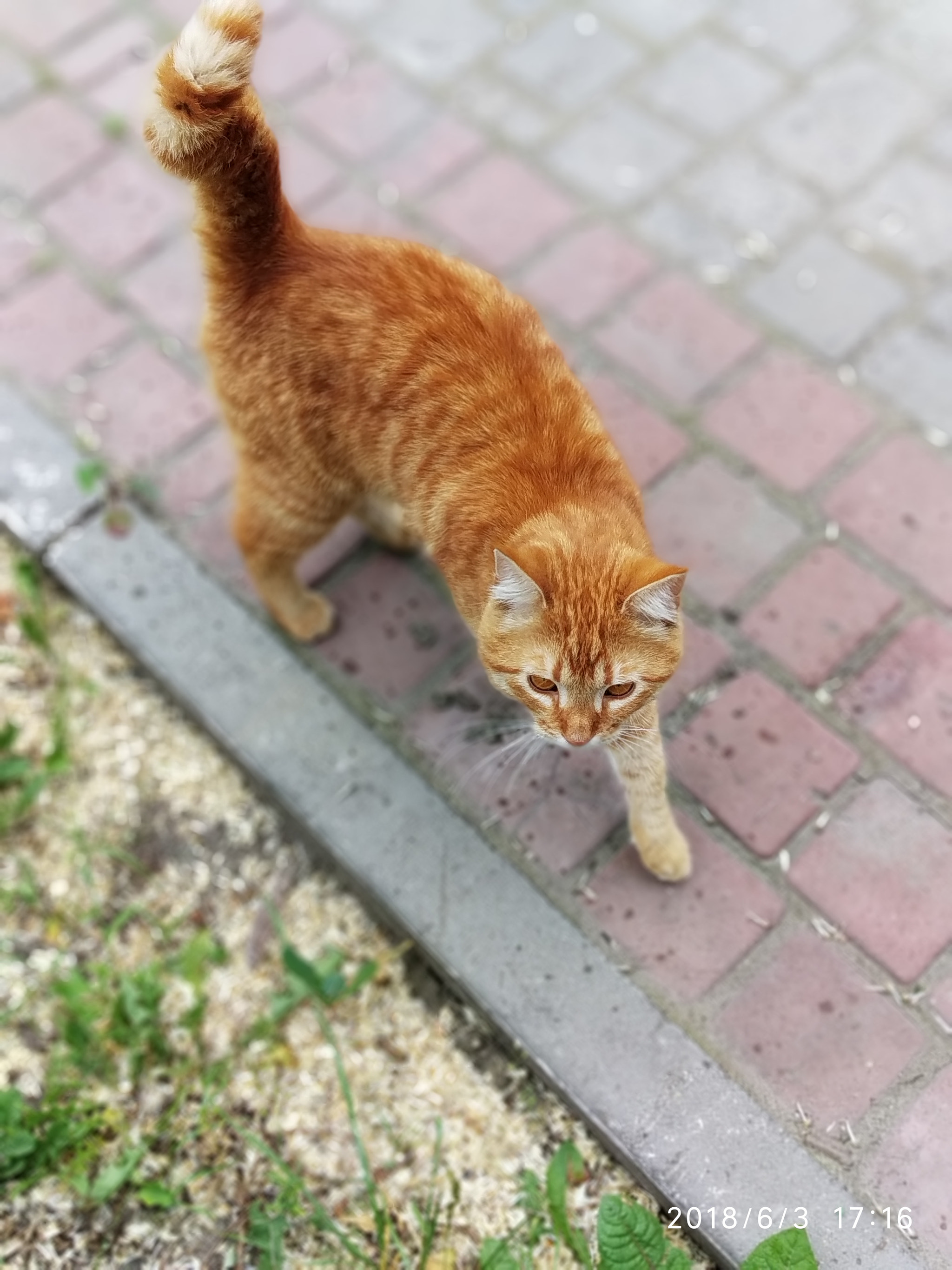 Xiaomi Redmi S2 sample photo