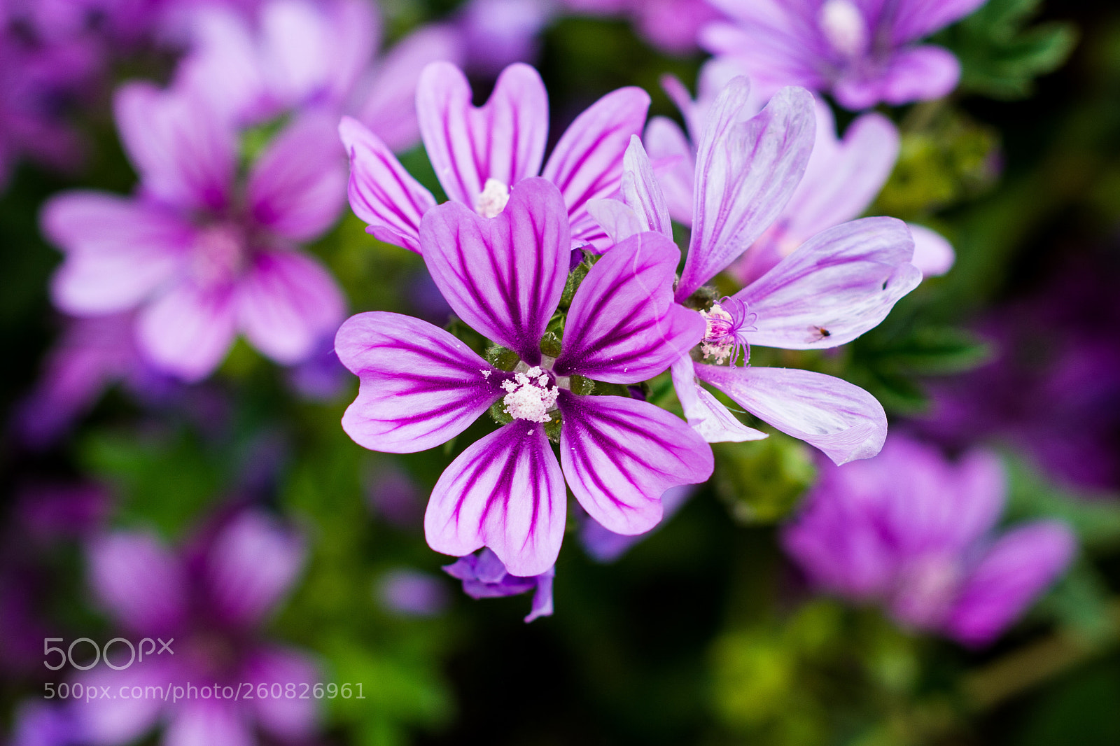 Nikon D7100 sample photo. Flower photography