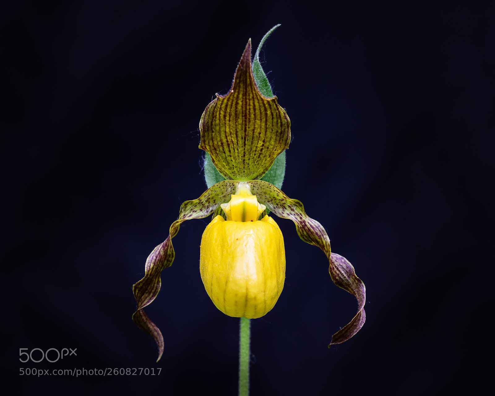 Canon EOS 7D Mark II sample photo. Cypripedium parviflorum photography