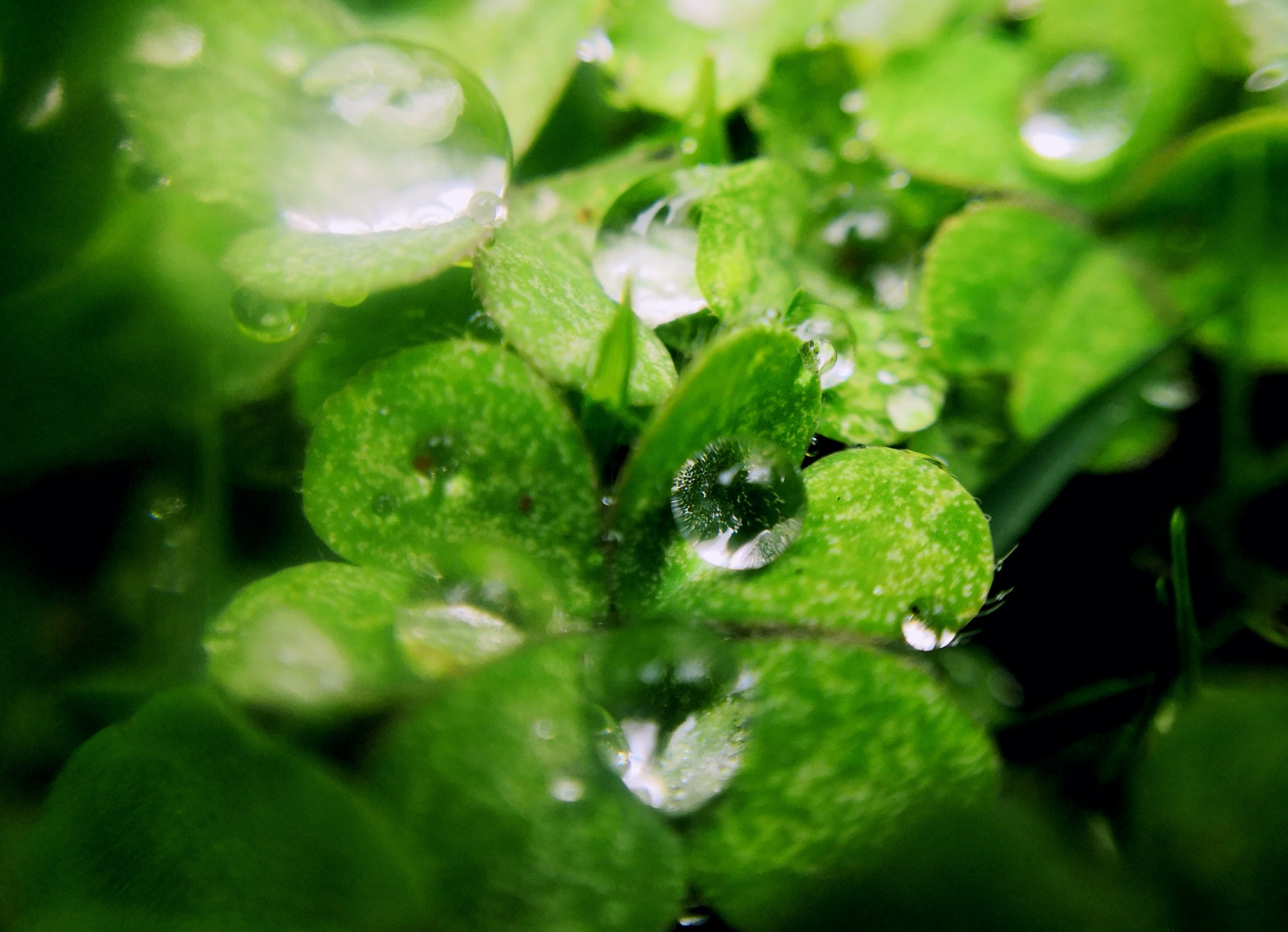 HUAWEI Honor 10 sample photo. Waterdrop photography