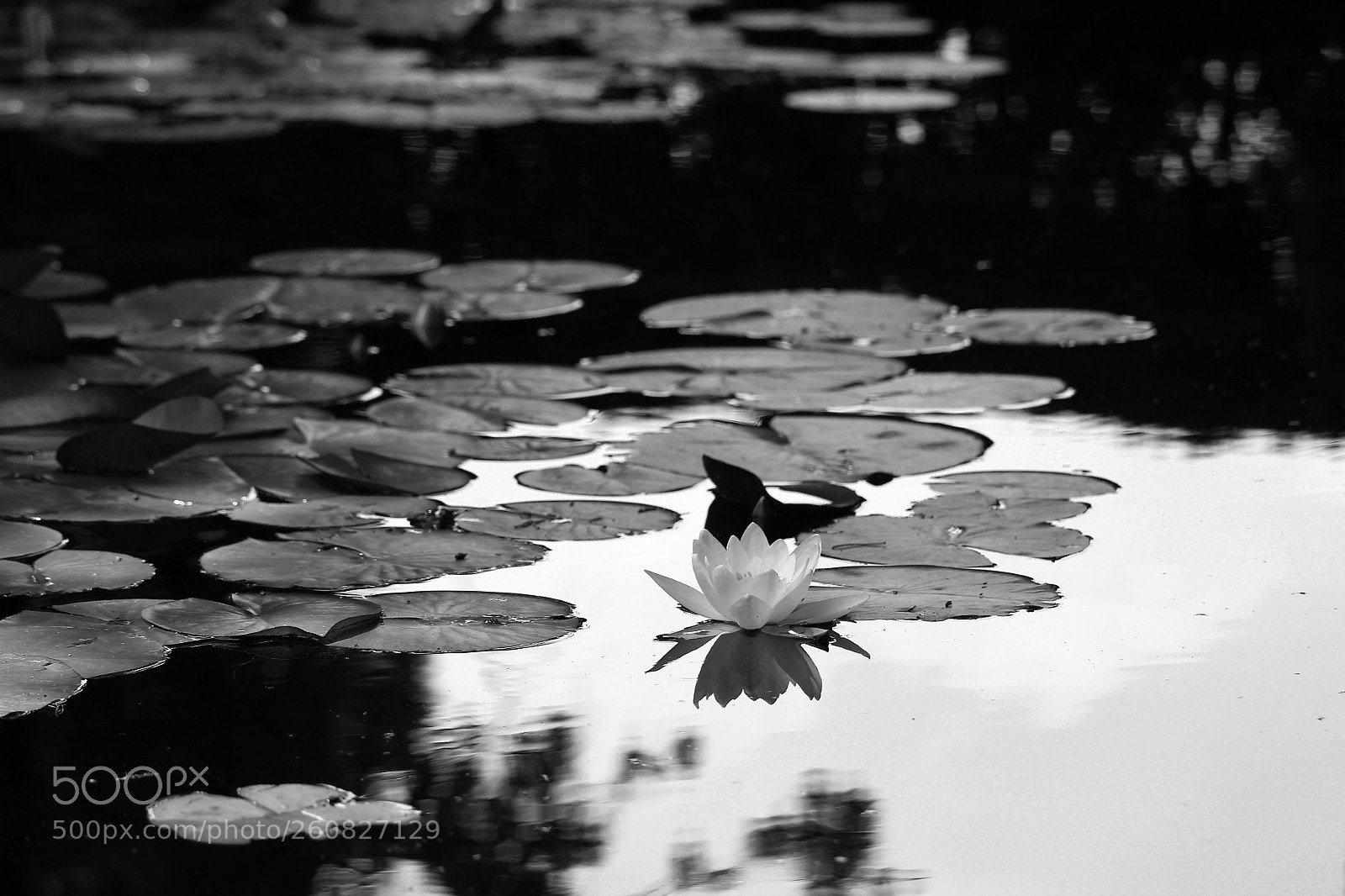 Canon EOS 1200D (EOS Rebel T5 / EOS Kiss X70 / EOS Hi) sample photo. Lotus flower photography