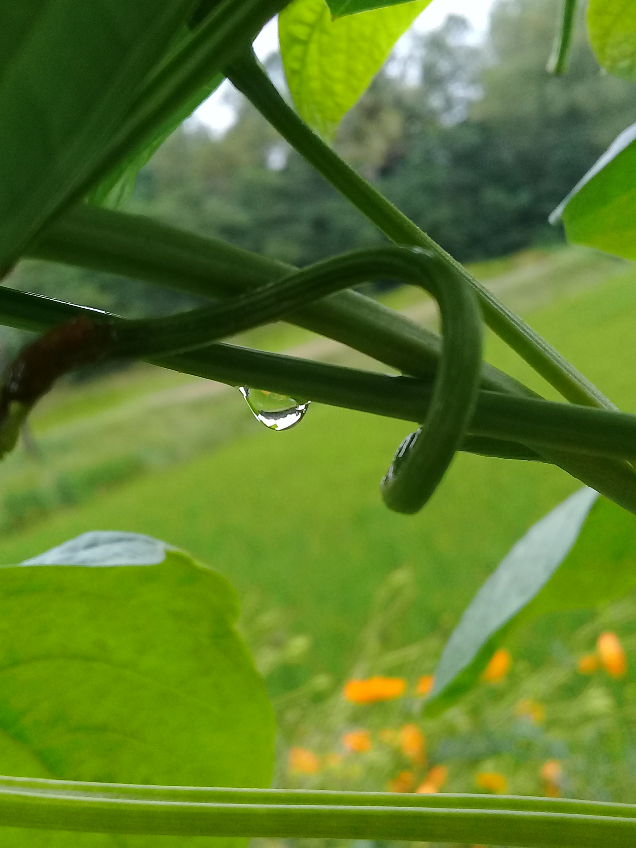 Samsung Galaxy J2 Prime sample photo. Water drop photography