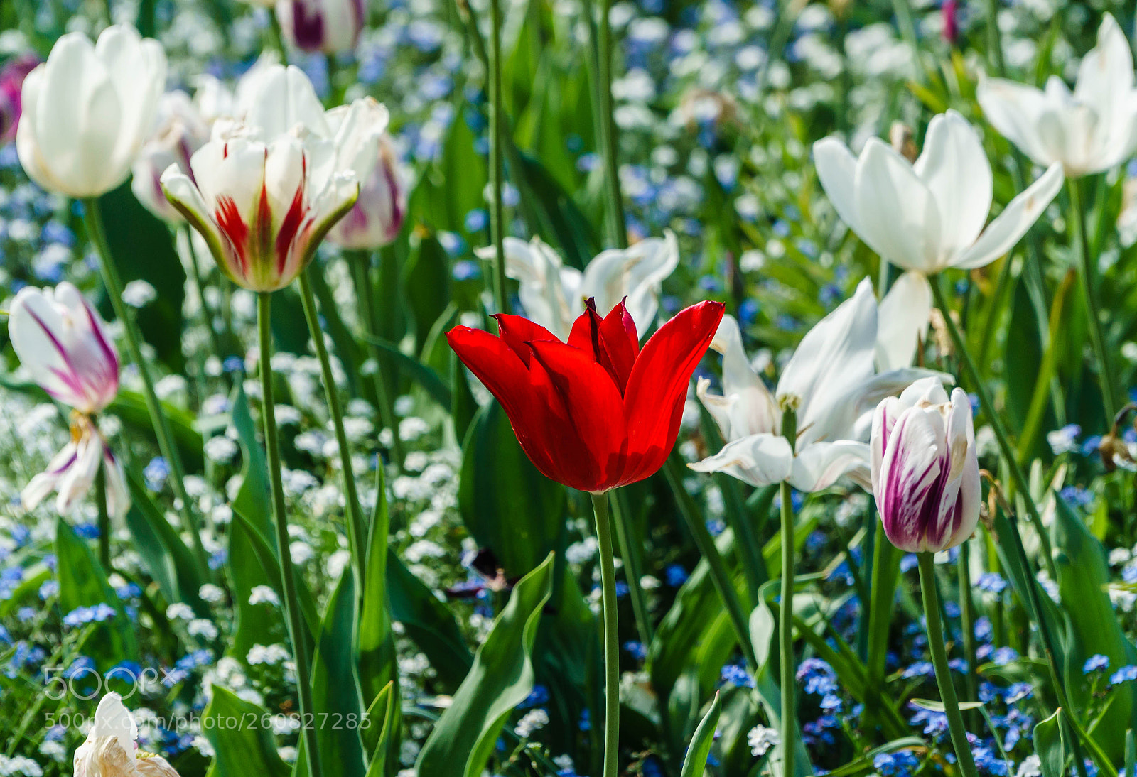 Sony a6300 sample photo. Springtime flowers iv photography
