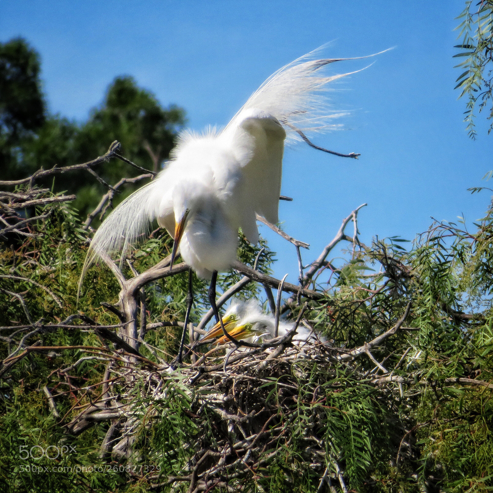 Canon PowerShot SX720 HS sample photo. Parenting is a balancing photography