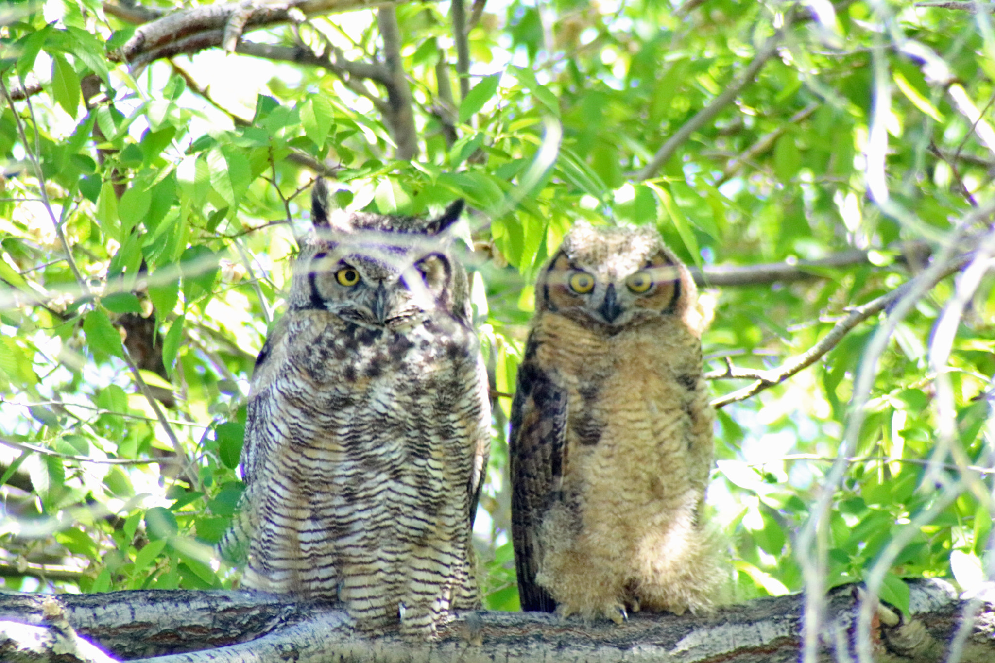 Canon EOS 760D (EOS Rebel T6s / EOS 8000D) sample photo. Owls in howe photography