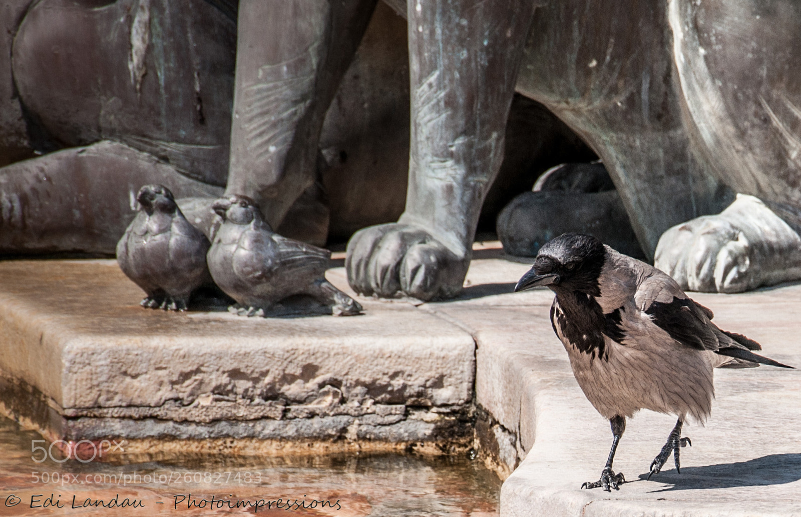 Nikon D5000 sample photo. Birds of a feather photography
