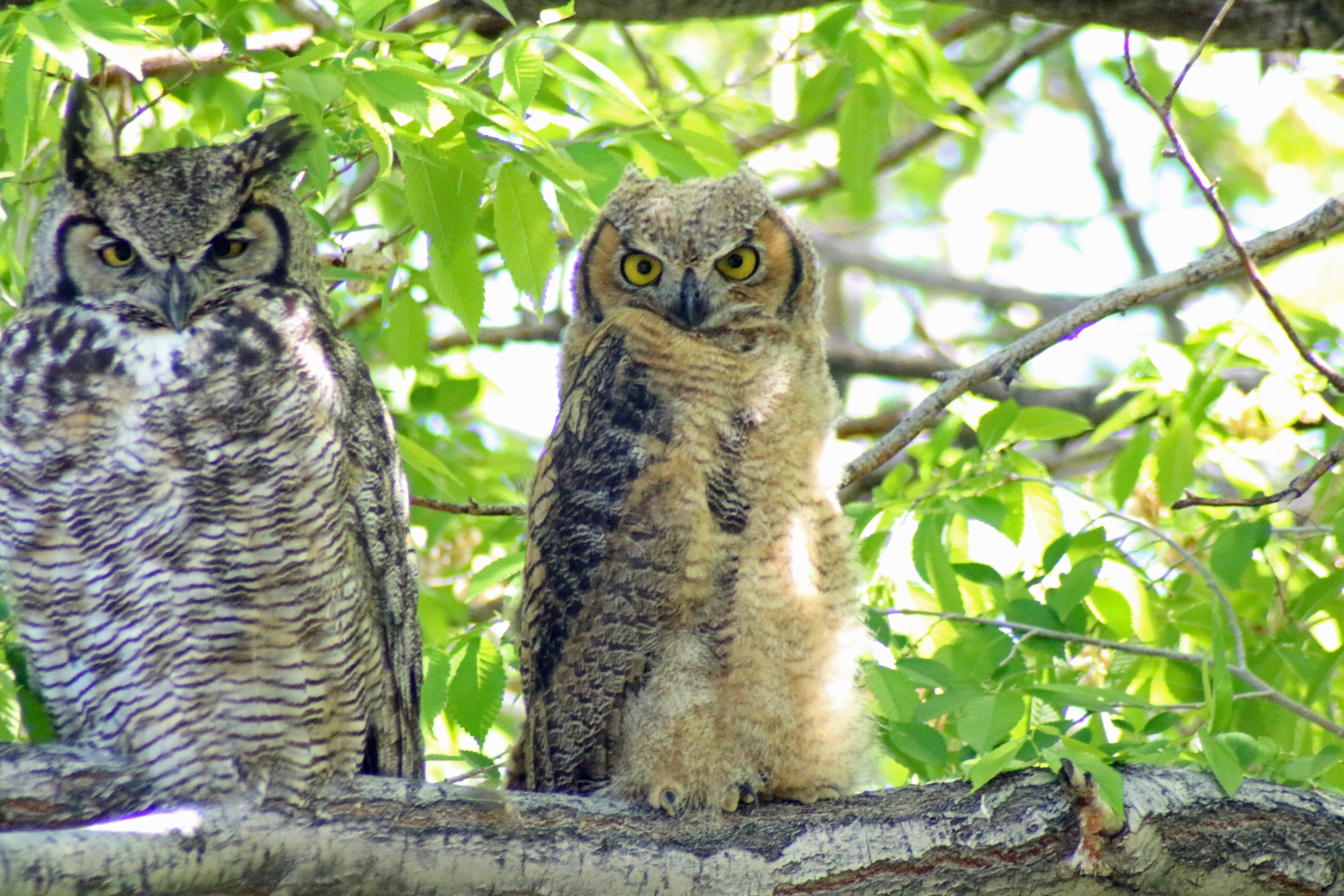 Canon EOS 760D (EOS Rebel T6s / EOS 8000D) sample photo. Owls in howe 2 photography