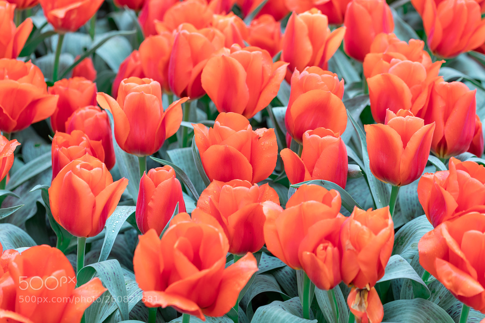 Canon EOS 5D Mark IV sample photo. Tulip photography