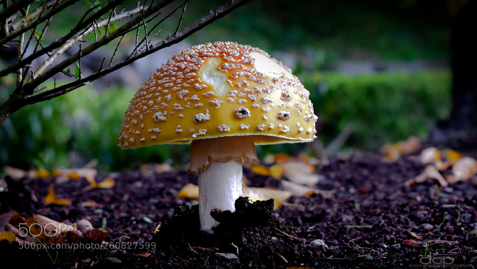 Nikon D5300 sample photo. 'shroom photography