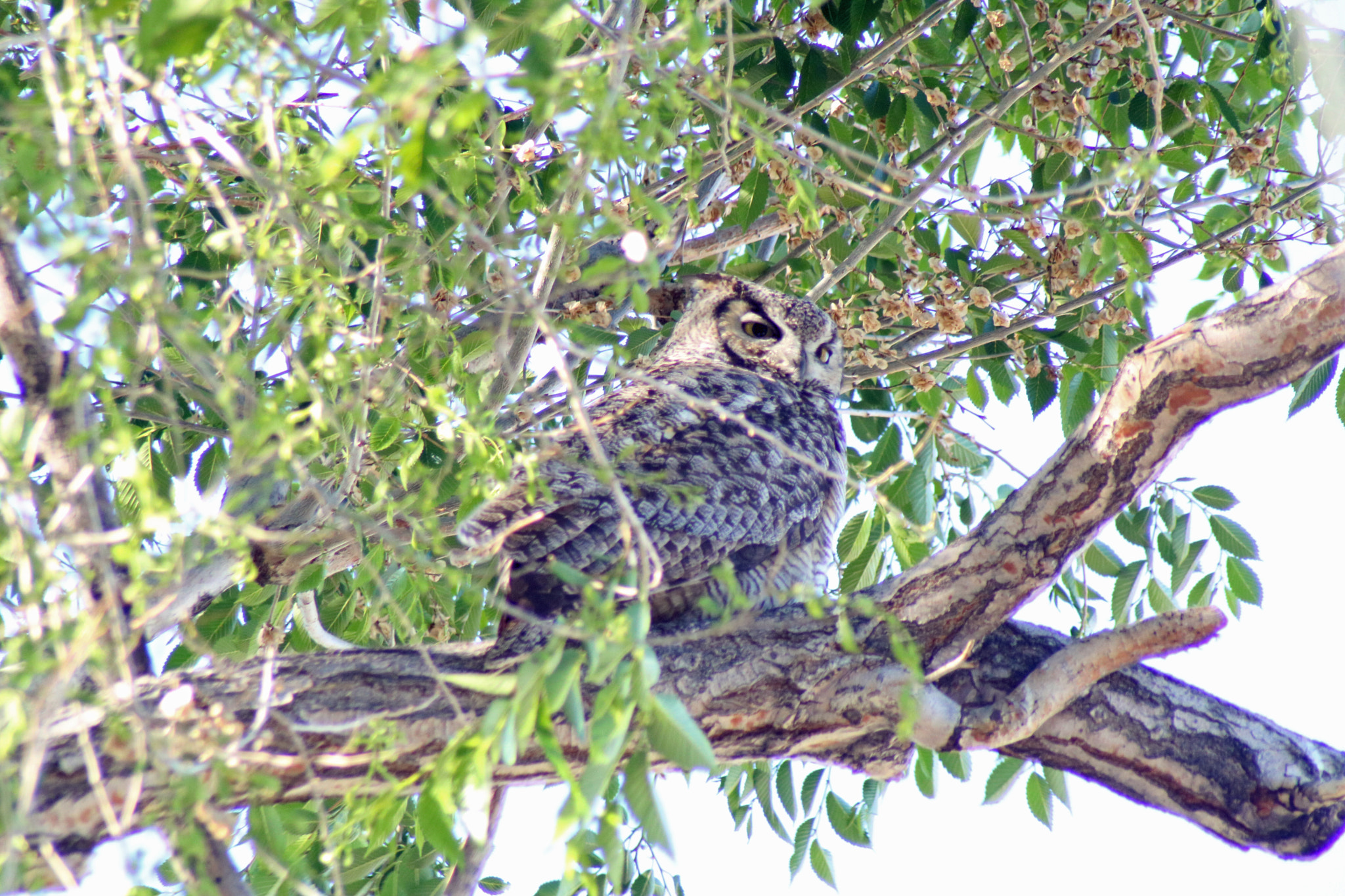 Canon EOS 760D (EOS Rebel T6s / EOS 8000D) sample photo. Parent owl in howe photography