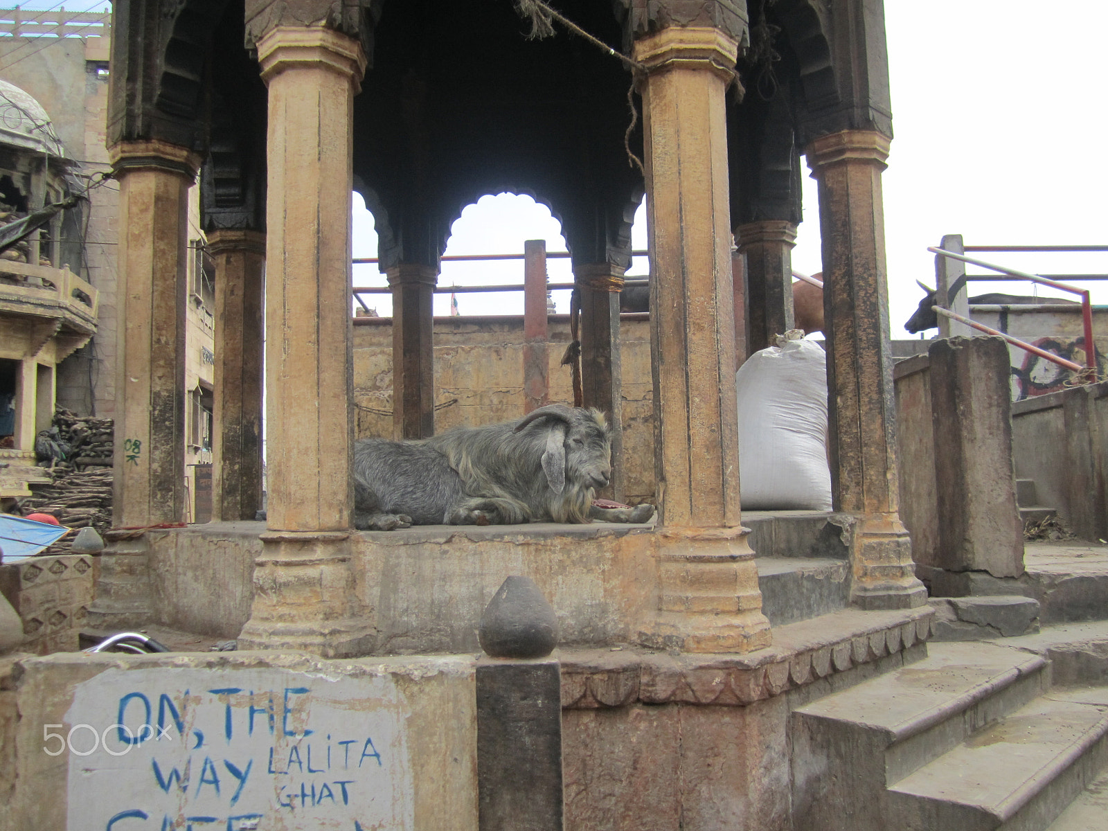 Canon PowerShot SD1400 IS (IXUS 130 / IXY 400F) sample photo. Goat of benares.jpg photography