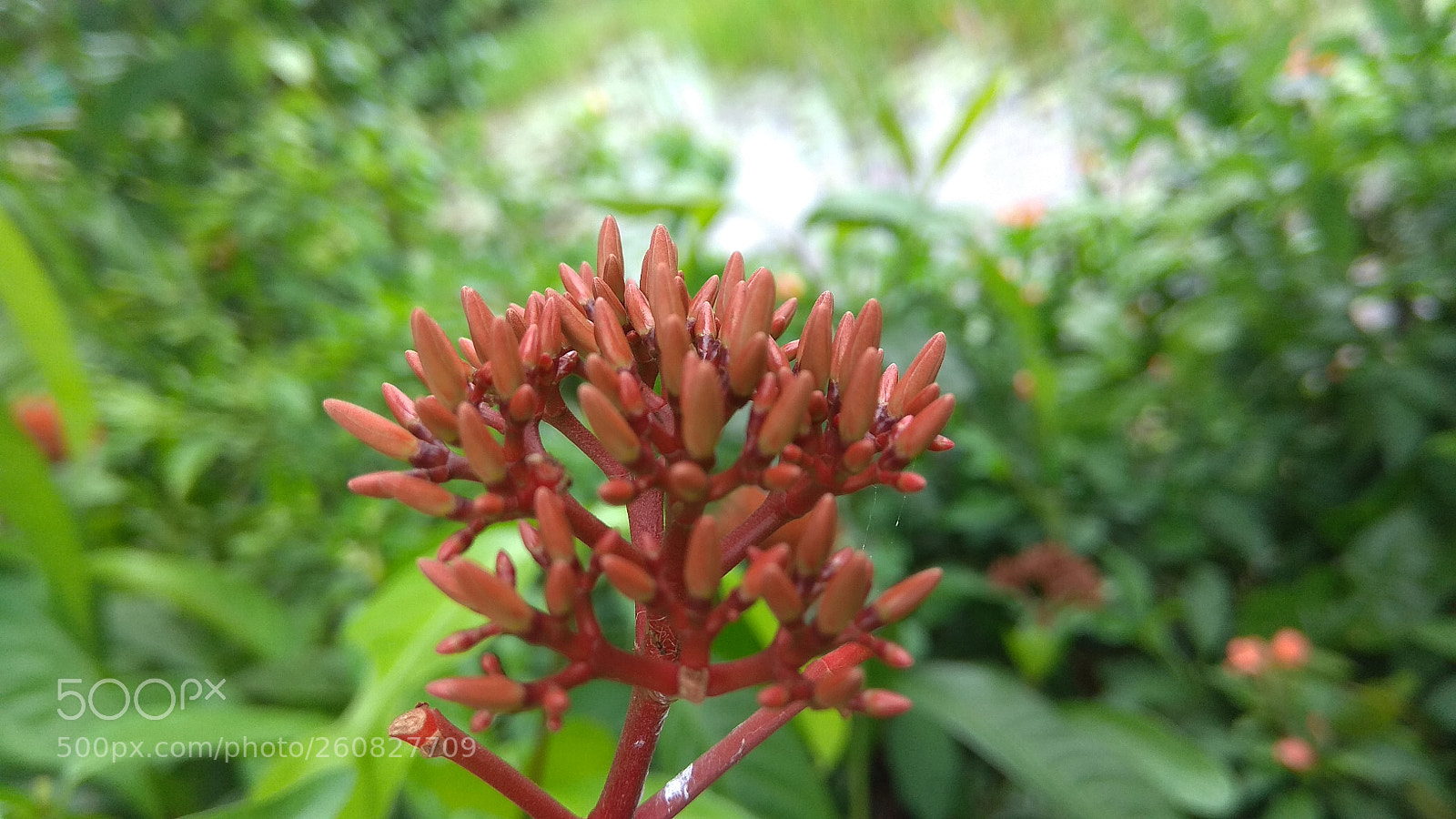 Xiaomi Redmi Note 4 sample photo. Untitled photography