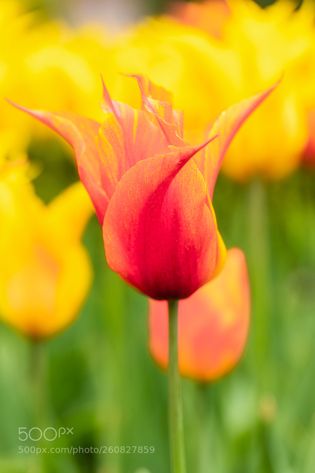 Canon EOS 5D Mark IV sample photo. Tulip photography