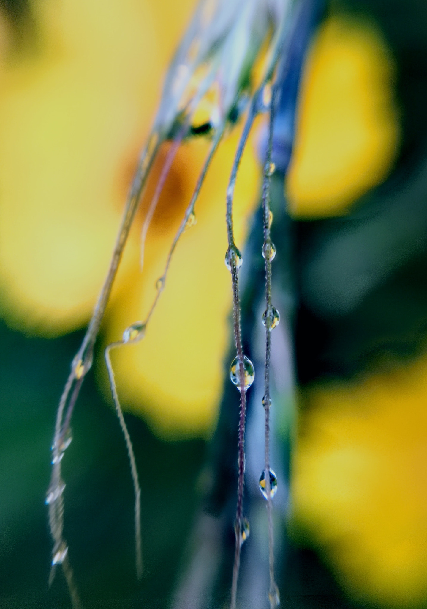 HUAWEI Honor 10 sample photo. Waterdrop，3 photography