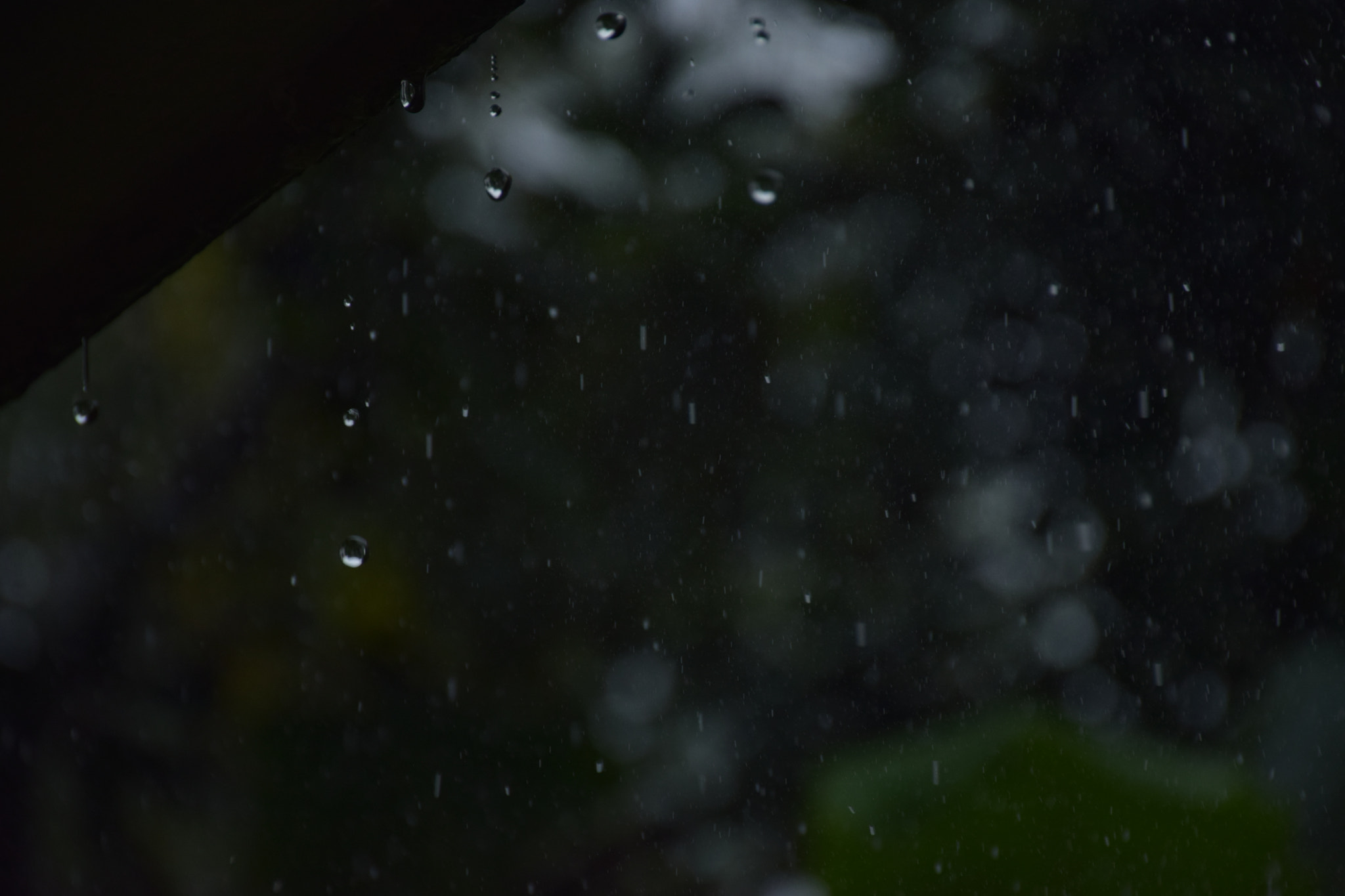 Nikon D3300 sample photo. Rain drops photography