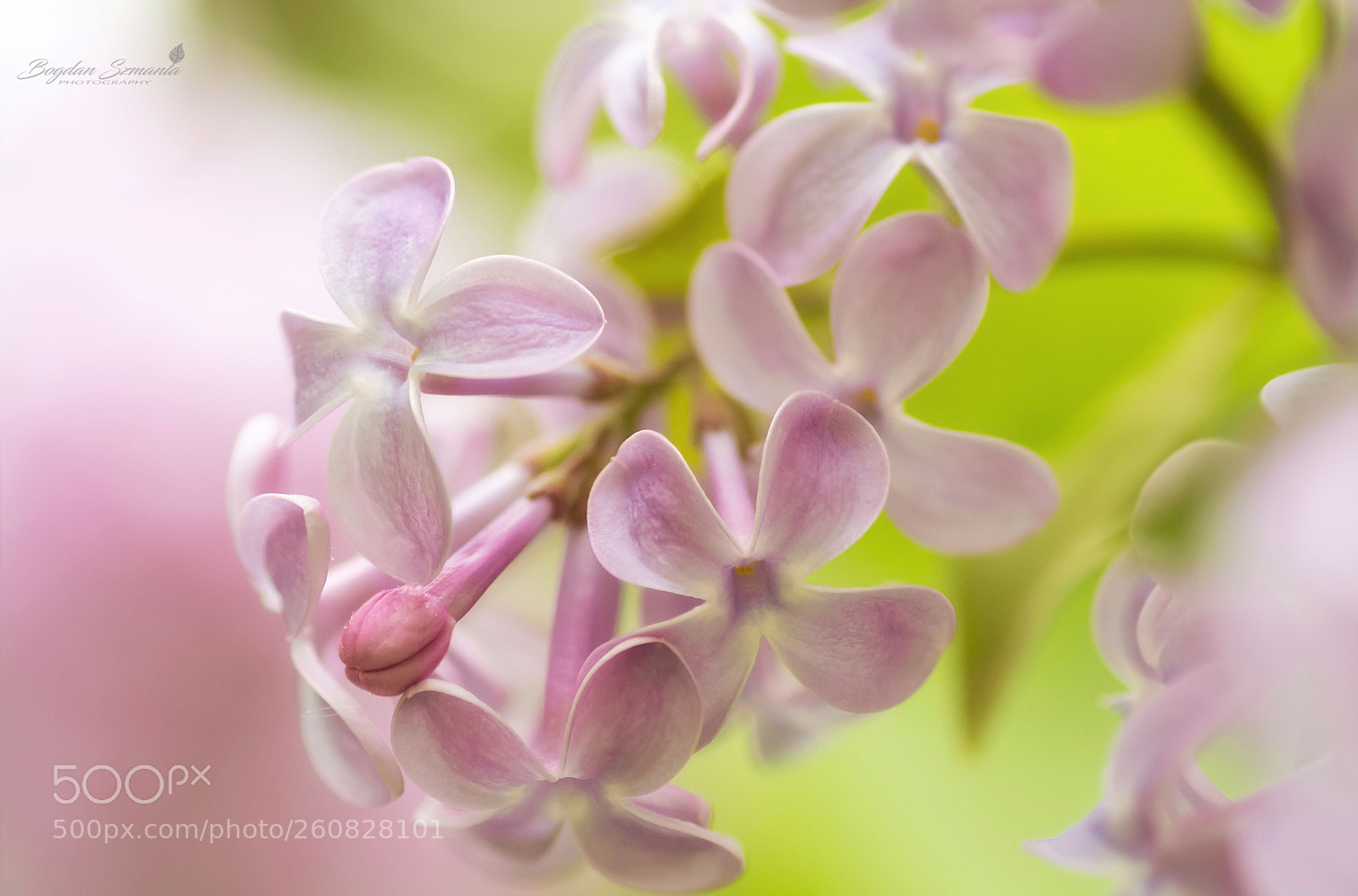 Nikon D5200 sample photo. Spring photography