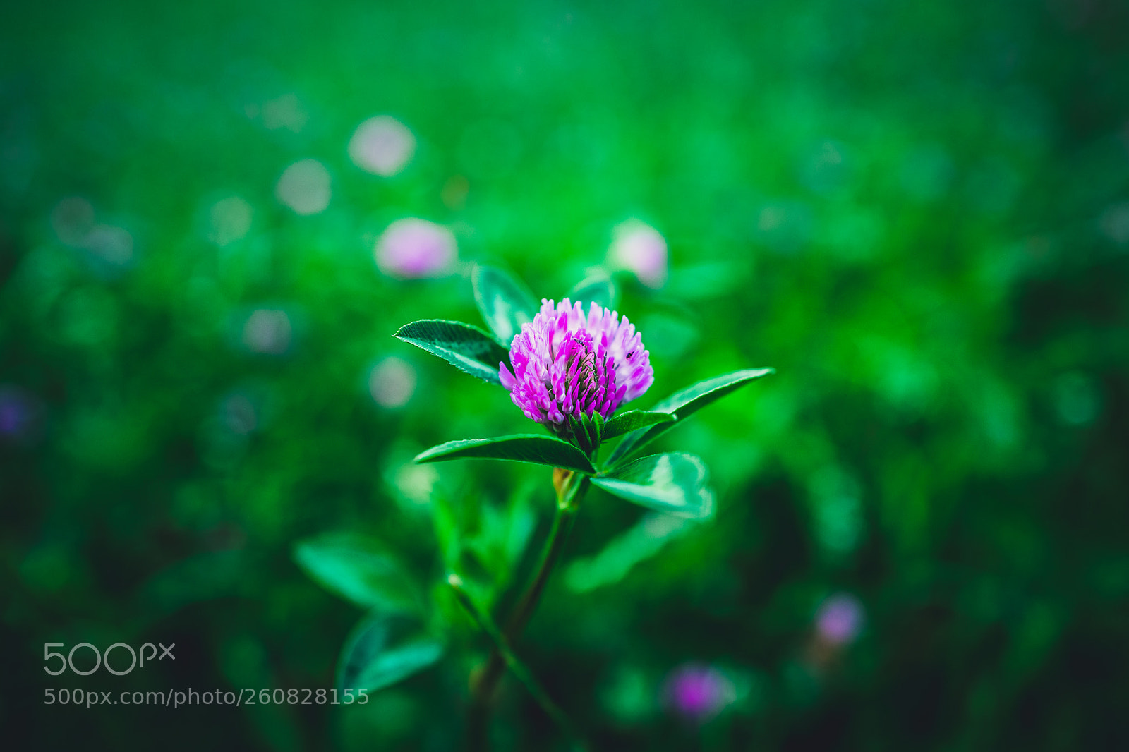 Leica Q (Typ 116) sample photo. Trifolium pratense photography